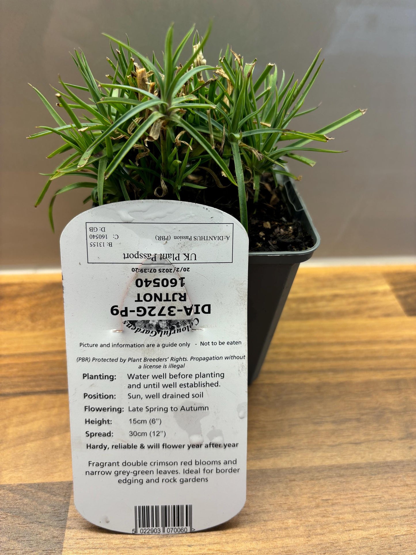 Dianthus Passion P9 potted plant fully hardy cottage garden DIANTHUS/141099/160540/GB
