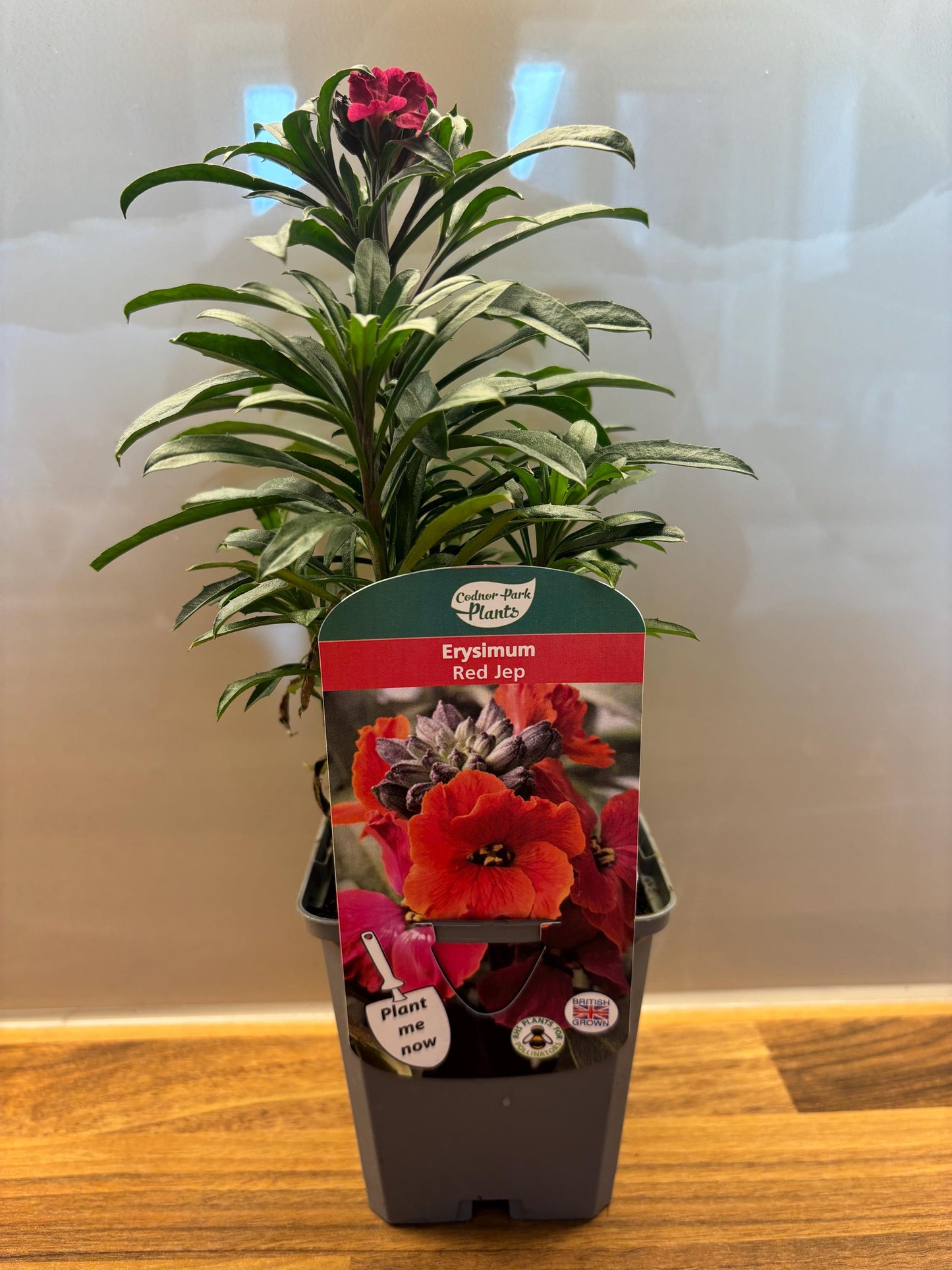 Erysimum Red Jep wallflower P9 potted plant fully hardy perennial attracts wildlife ERYSIMUM/141099/160540/GB