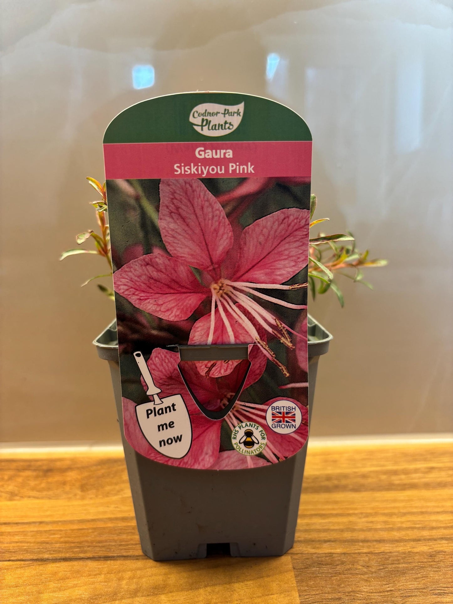 Gaura Siskiyou Pink P9 potted plant fully hardy cottage garden Beeblossom GAURA lindheimeri/141099/160540/GB