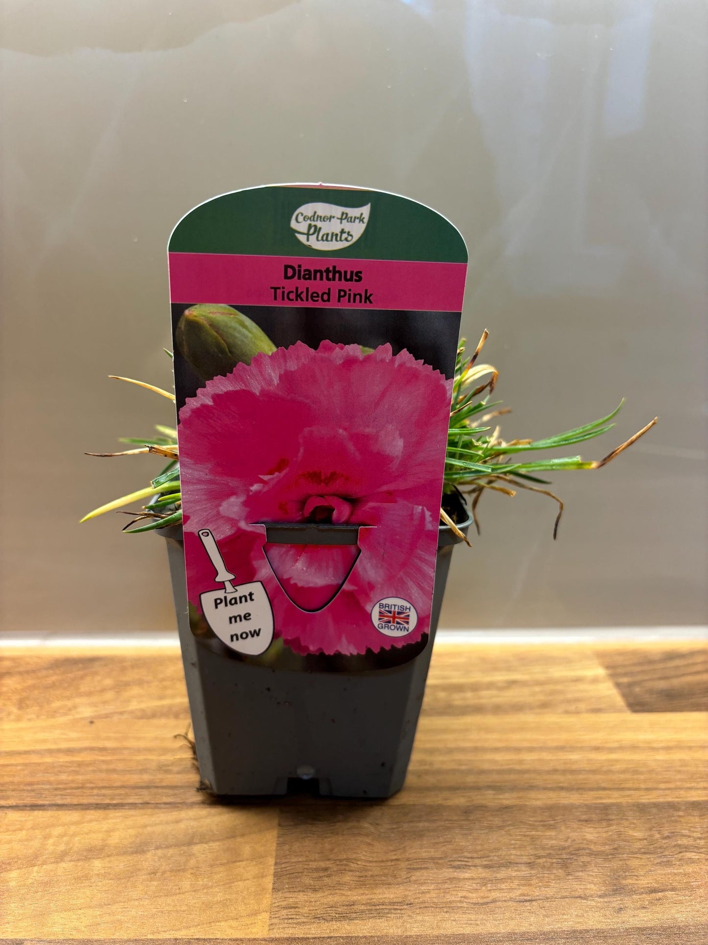 Dianthus Tickled Pink P9 potted plant fully hardy cottage garden DIANTHUS/141099/160540/GB