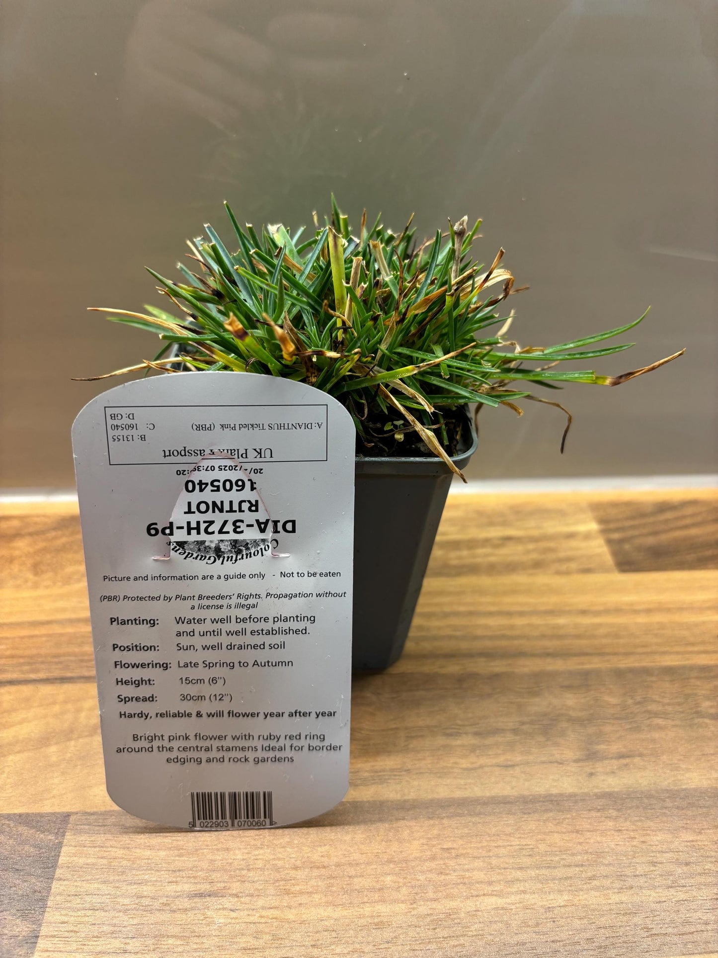 Dianthus Tickled Pink P9 potted plant fully hardy cottage garden DIANTHUS/141099/160540/GB