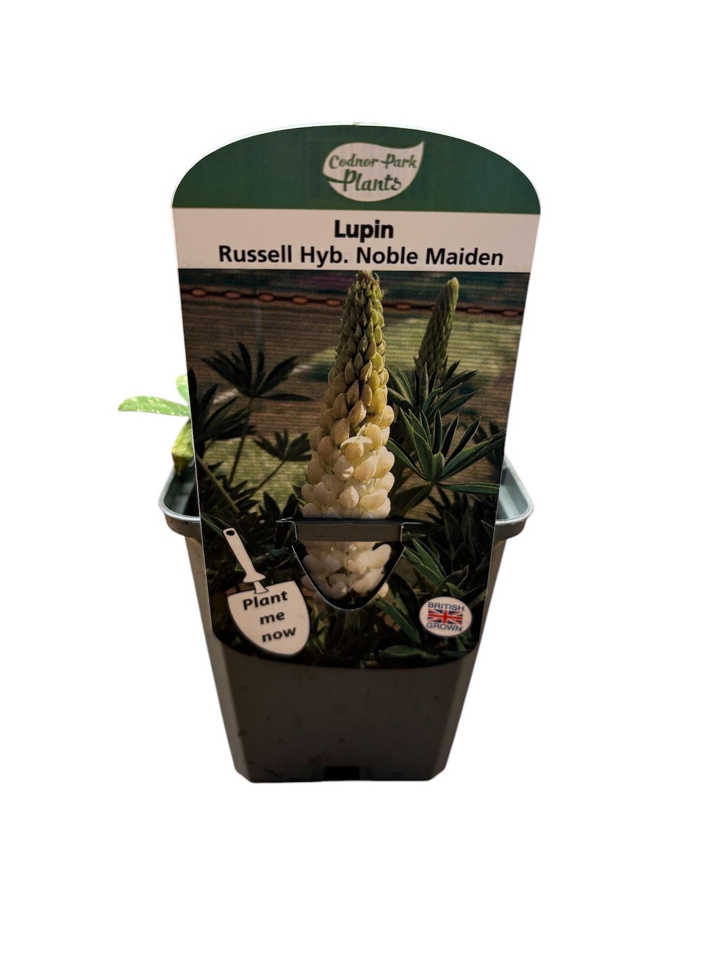 Lupin Russell hybrids Noble Maiden P9 potted plant fully hardy cottage garden adored by bees and butterflies LUPINUS/141099/160540/GB