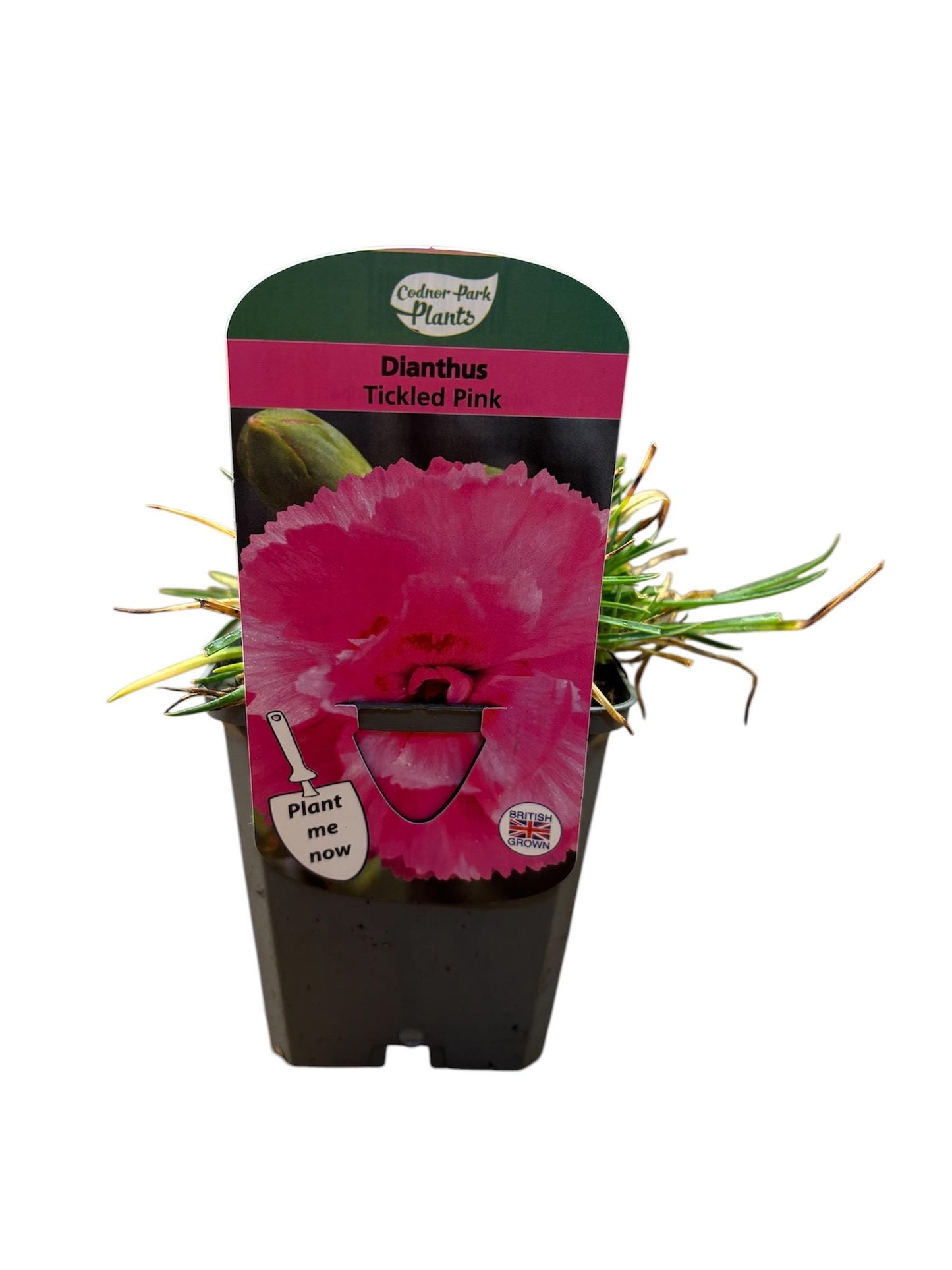 Dianthus Tickled Pink P9 potted plant fully hardy cottage garden DIANTHUS/141099/160540/GB