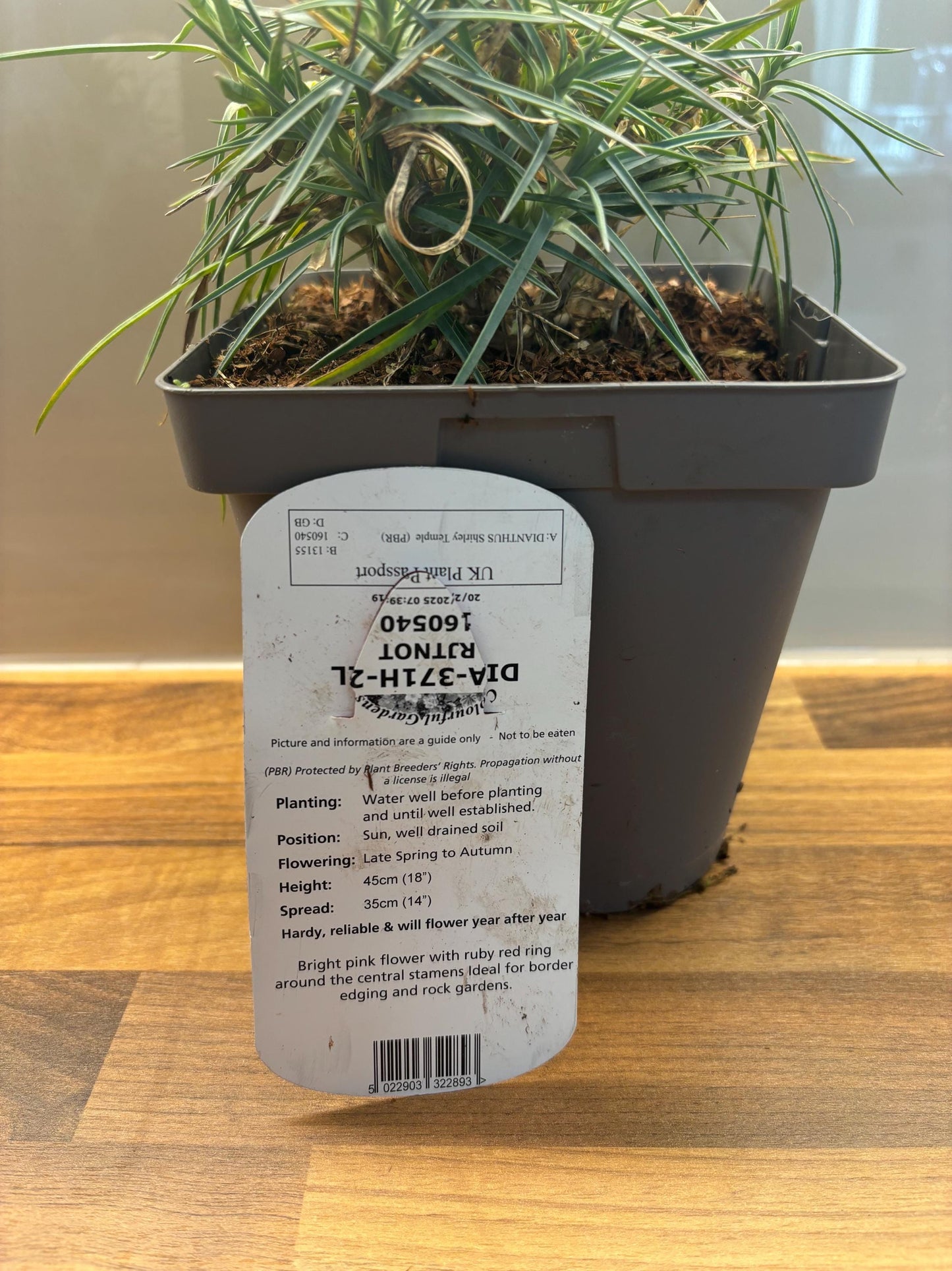 Dianthus Shirley Temple 2L potted plant fully hardy cottage garden DIANTHUS/141099/160540/GB