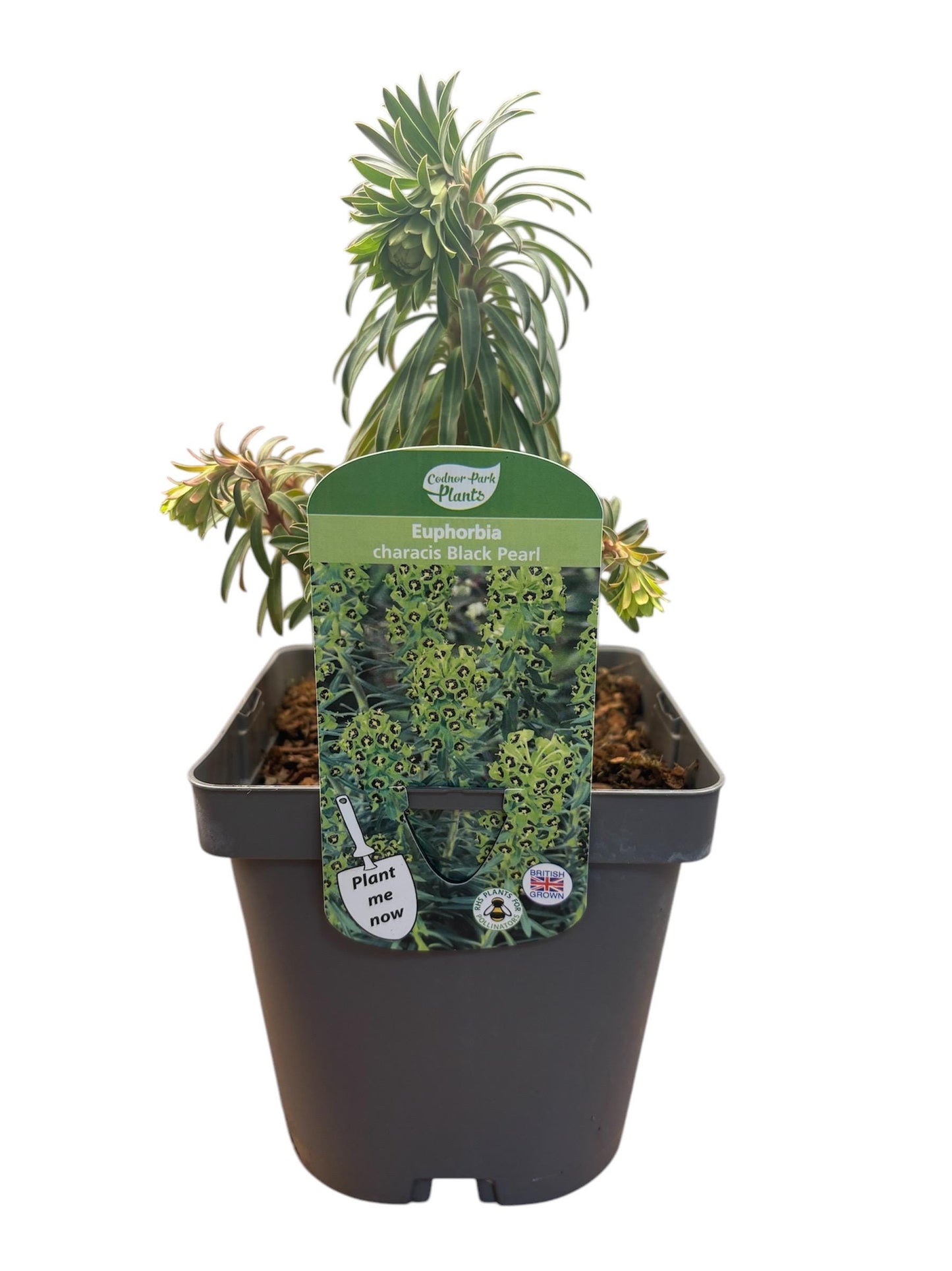 Euphorbia Black Pearl 2L potted plant fully hardy Mediterranean garden EUPHORBIA characias/141099/160540/GB