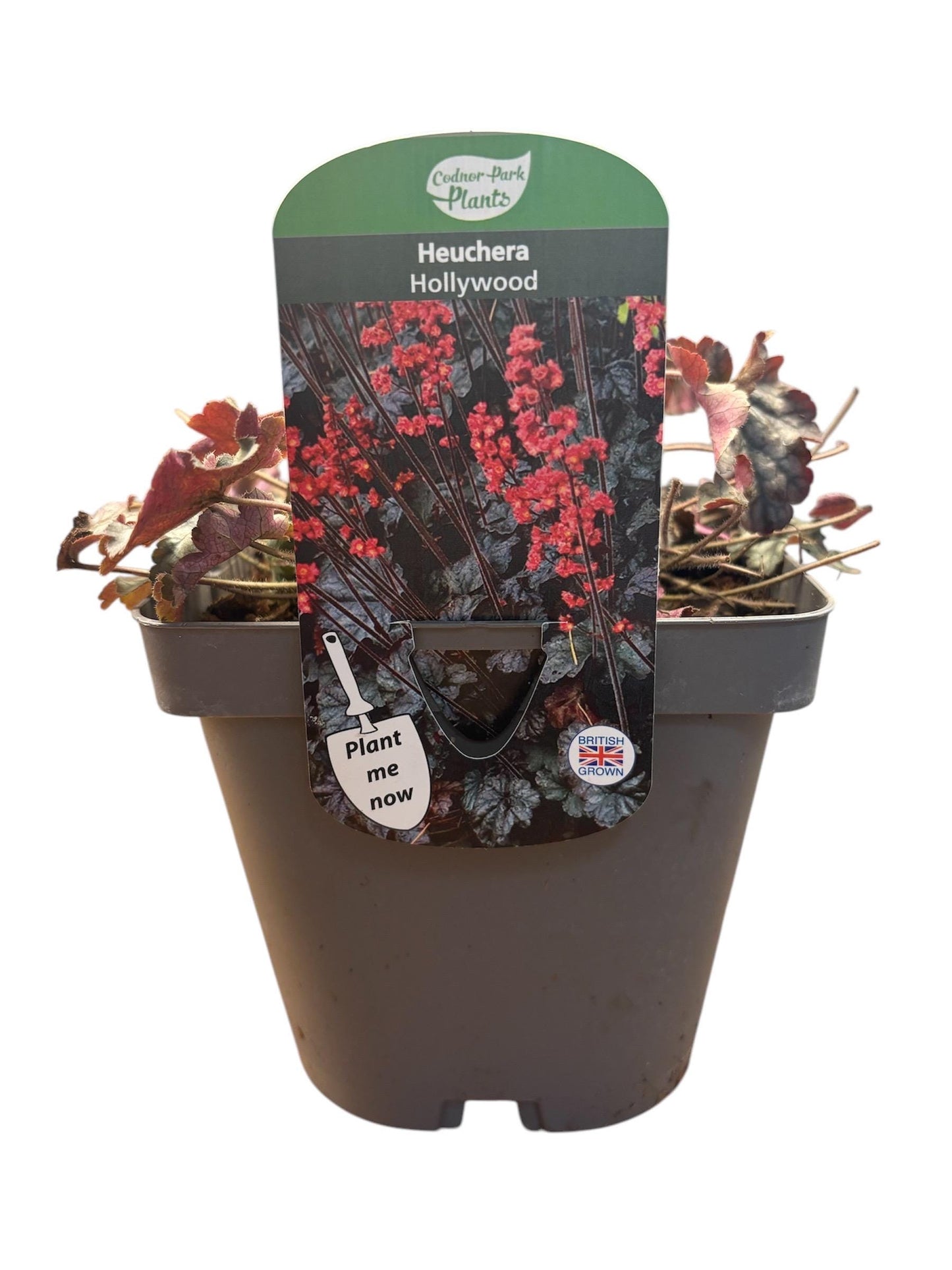 Heuchera Hollywood 2L potted plant fully hardy semi-evergreen ground cover attracts wildlife HEUCHERA/141099/160540/GB