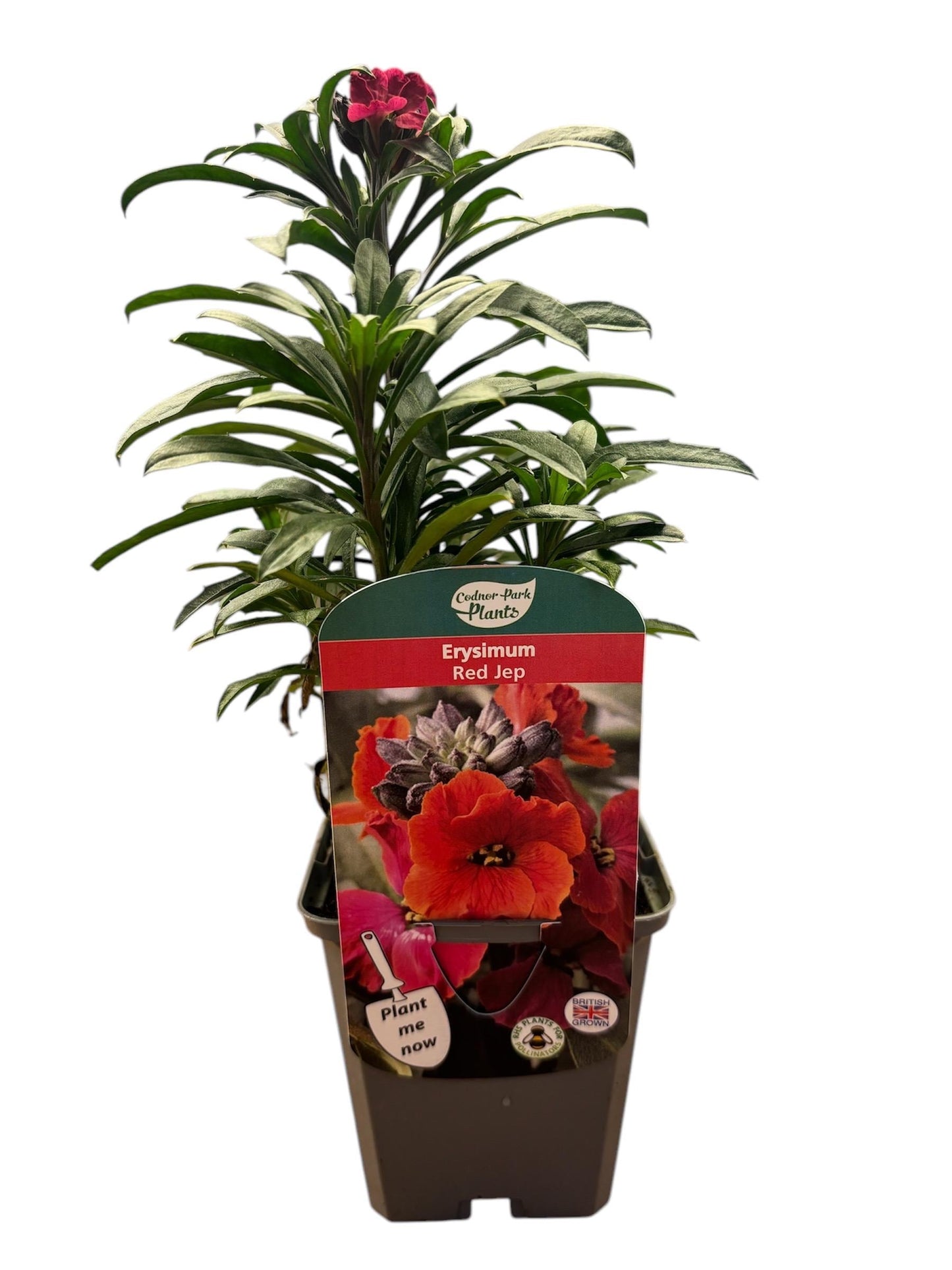 Erysimum Red Jep wallflower P9 potted plant fully hardy perennial attracts wildlife ERYSIMUM/141099/160540/GB
