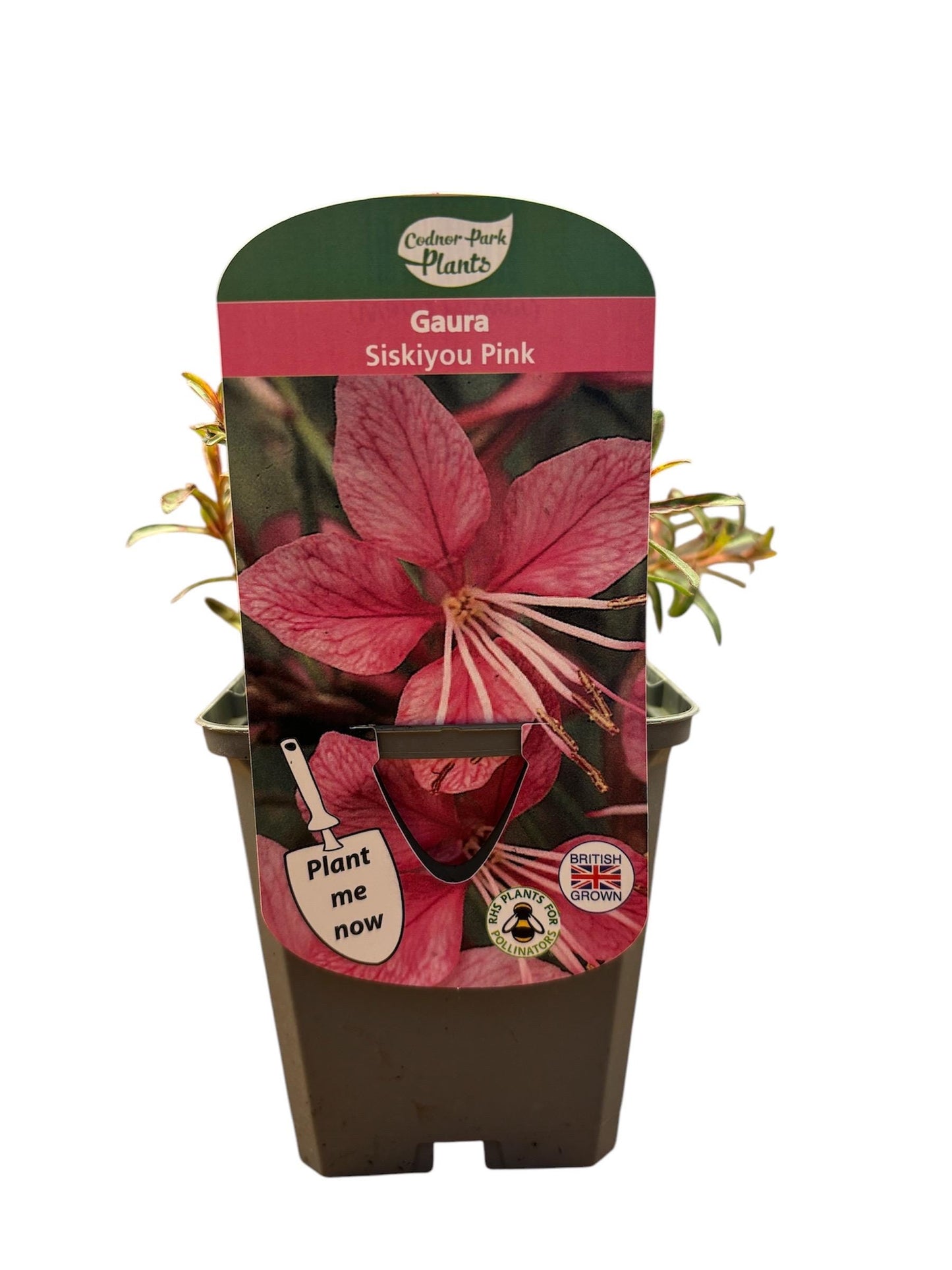 Gaura Siskiyou Pink P9 potted plant fully hardy cottage garden Beeblossom GAURA lindheimeri/141099/160540/GB