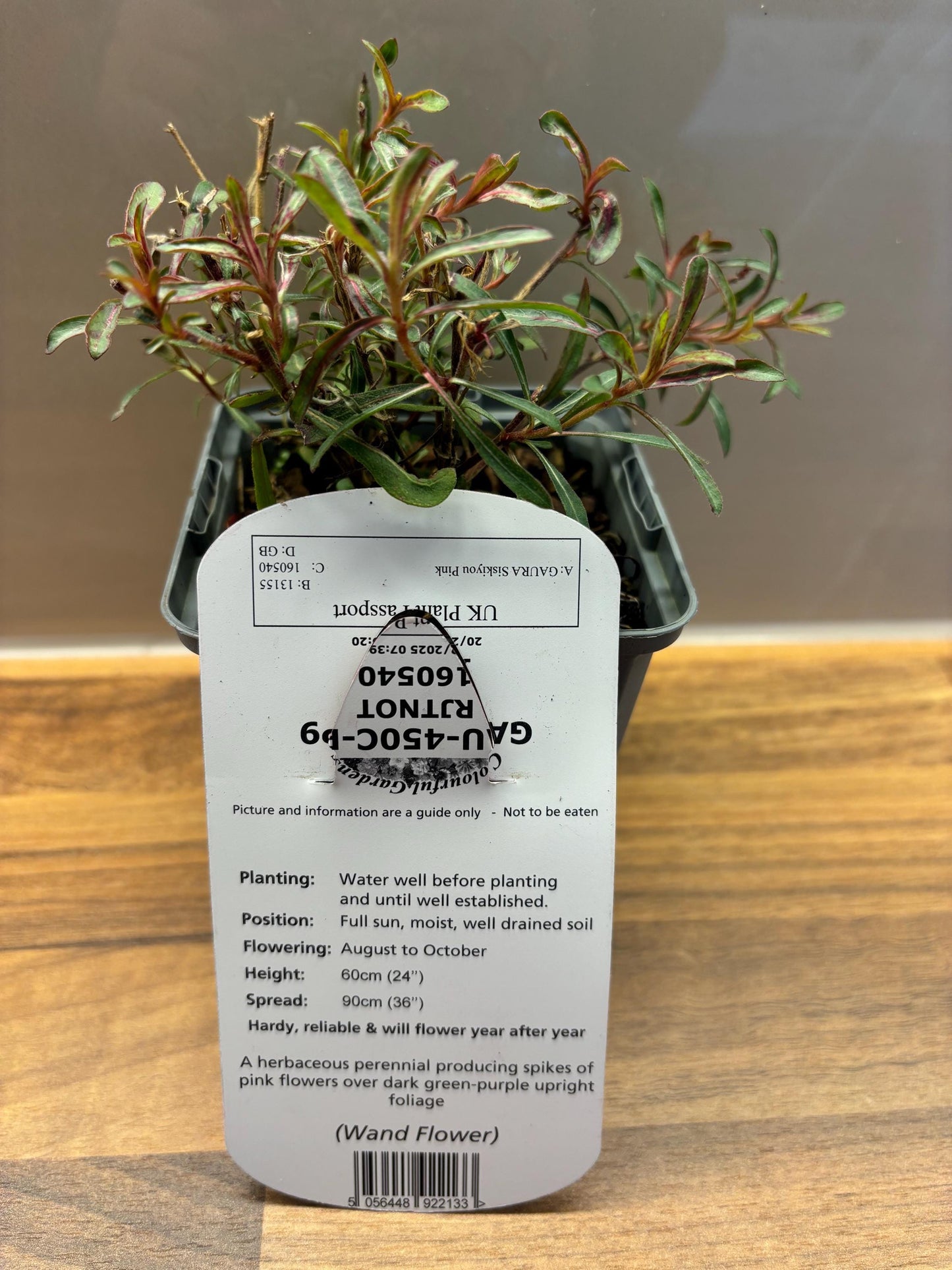 Gaura Siskiyou Pink P9 potted plant fully hardy cottage garden Beeblossom GAURA lindheimeri/141099/160540/GB