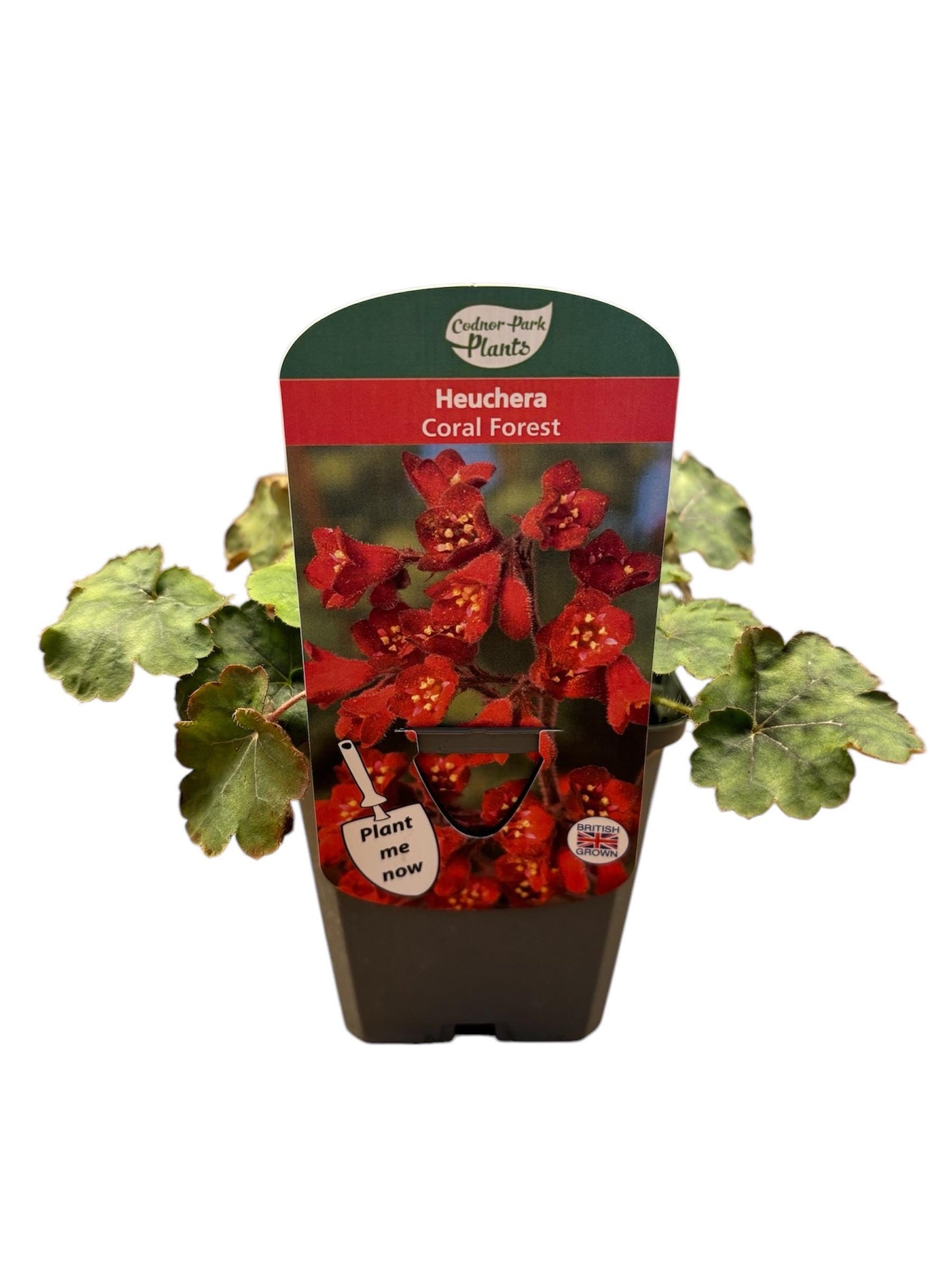 Heuchera Coral Forest P9 potted plant fully hardy semi-evergreen ground cover attracts wildlife HEUCHERA/141099/160540/GB