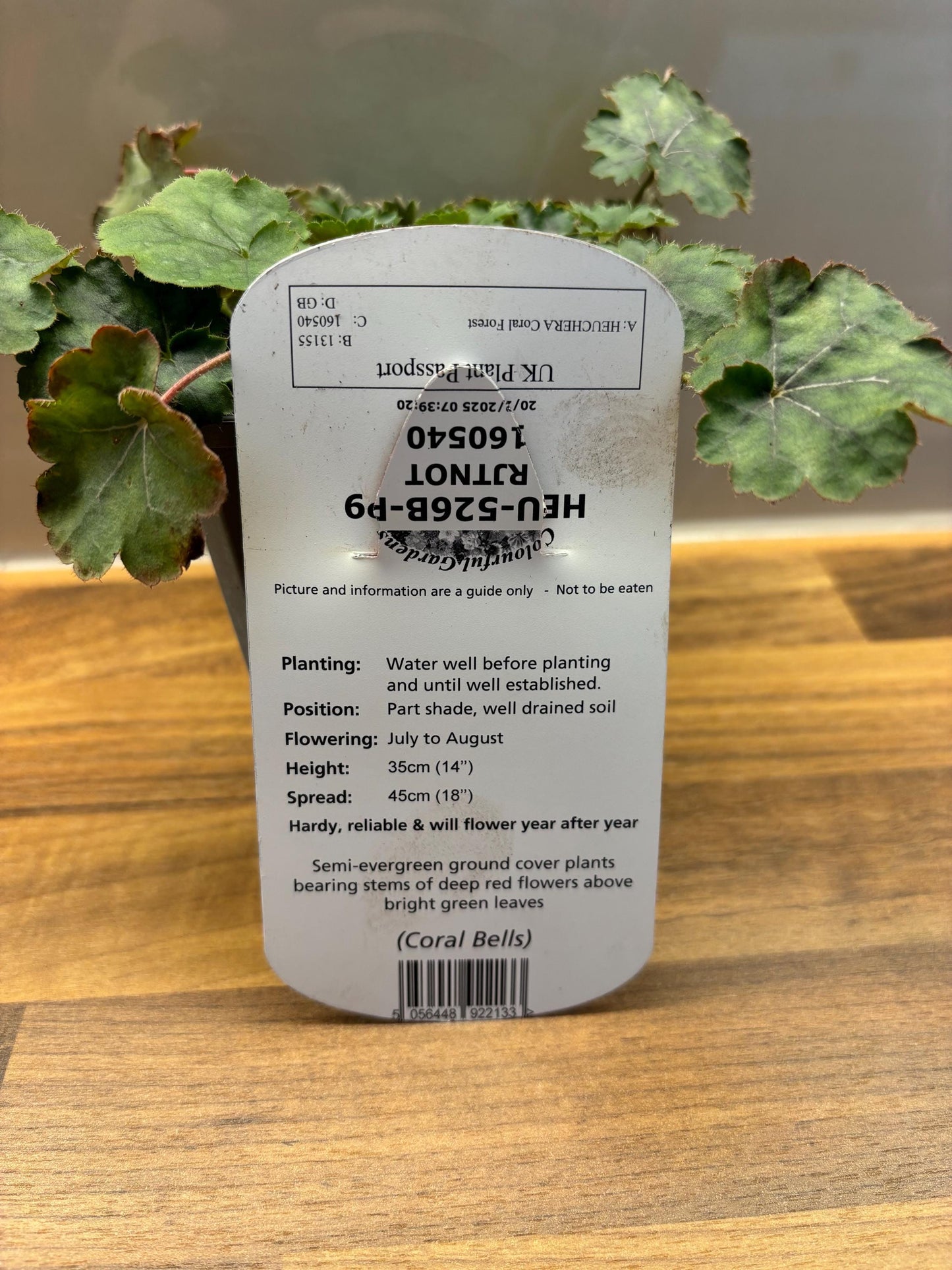 Heuchera Coral Forest P9 potted plant fully hardy semi-evergreen ground cover attracts wildlife HEUCHERA/141099/160540/GB