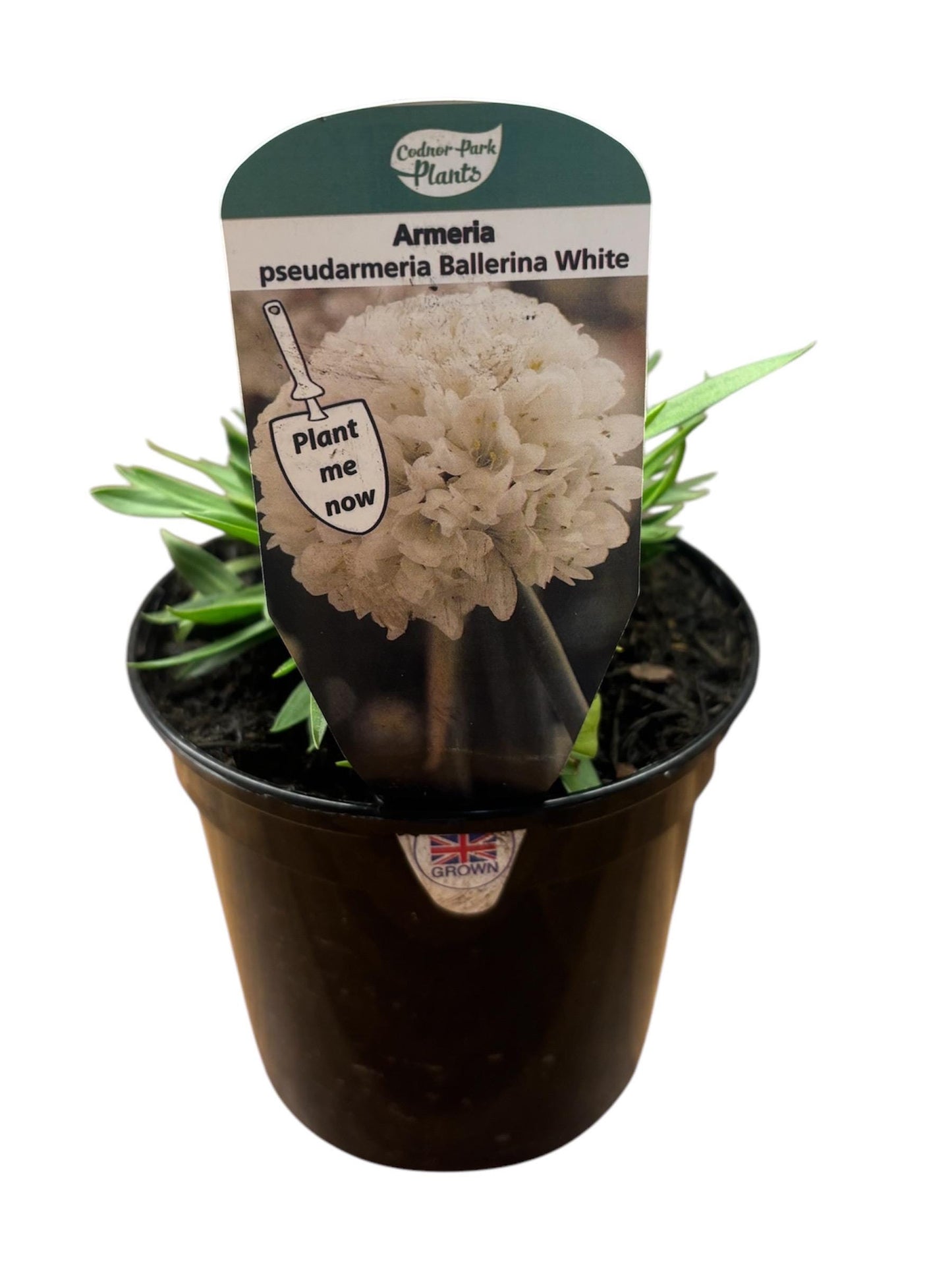 Armeria Ballerina White Thrift 1L ARMERIA pseudarmeria/141099/160540/GB