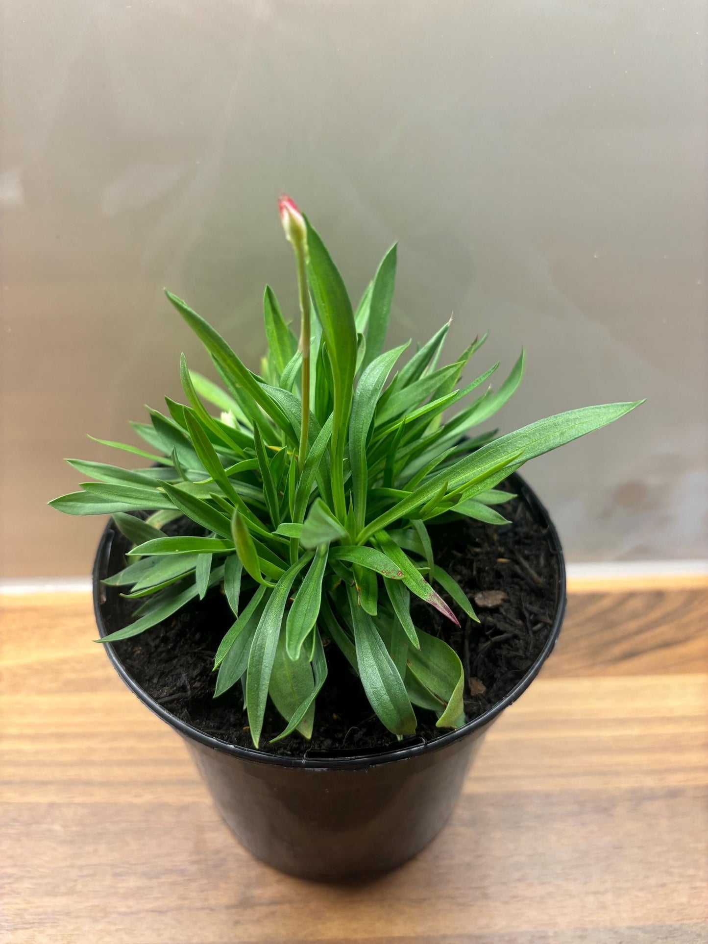 Armeria Ballerina White Thrift 1L ARMERIA pseudarmeria/141099/160540/GB