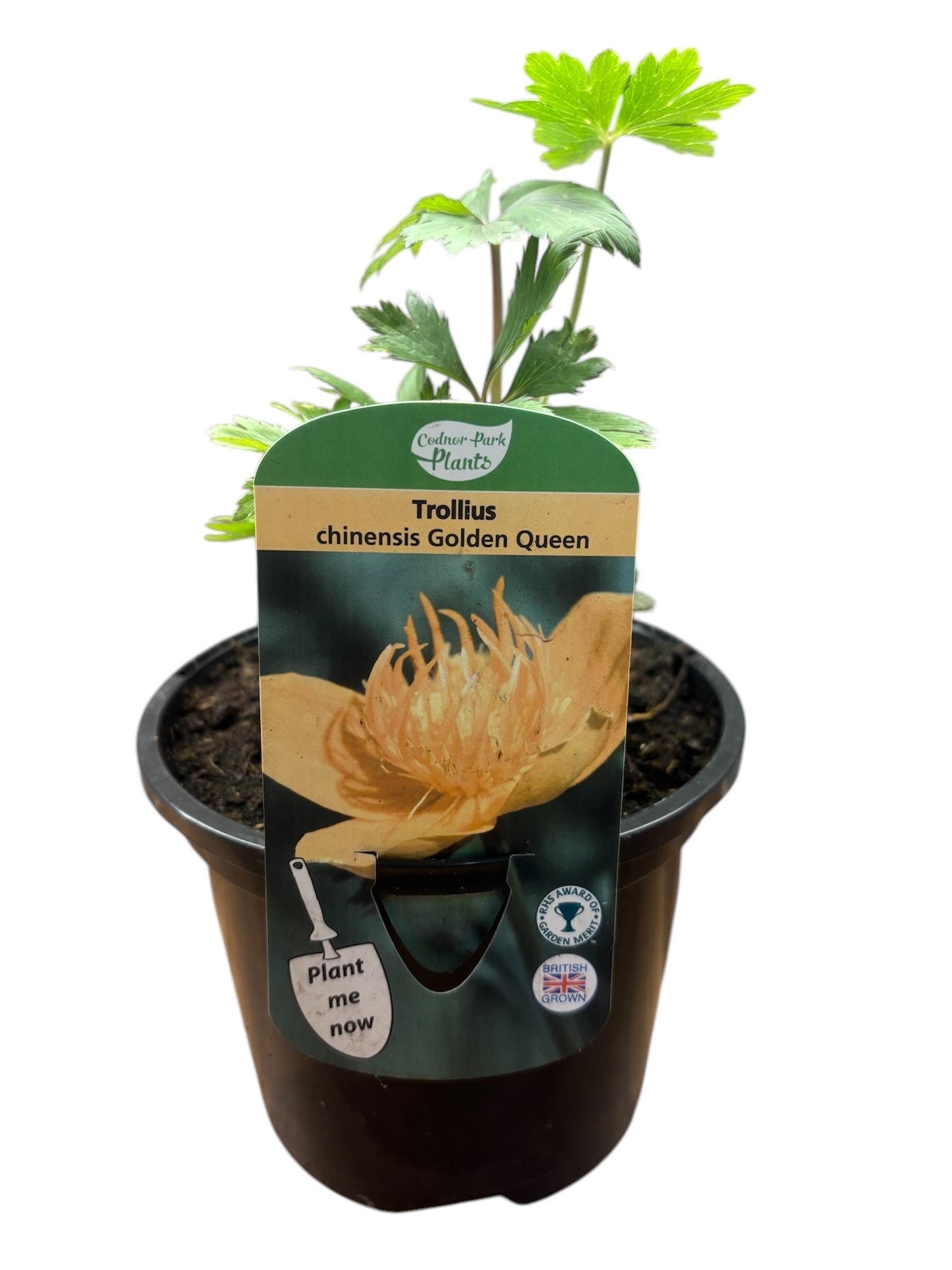 Trollius Golden Queen herbaceous perennial plant Globe Flower bog garden 1.5L TROLLIUS chinensis/141099/148095/GB