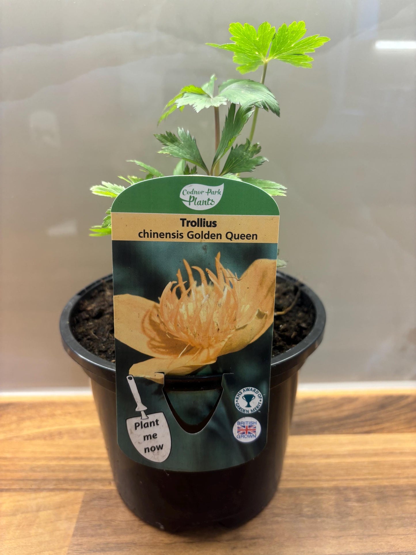 Trollius Golden Queen herbaceous perennial plant Globe Flower bog garden 1.5L TROLLIUS chinensis/141099/148095/GB