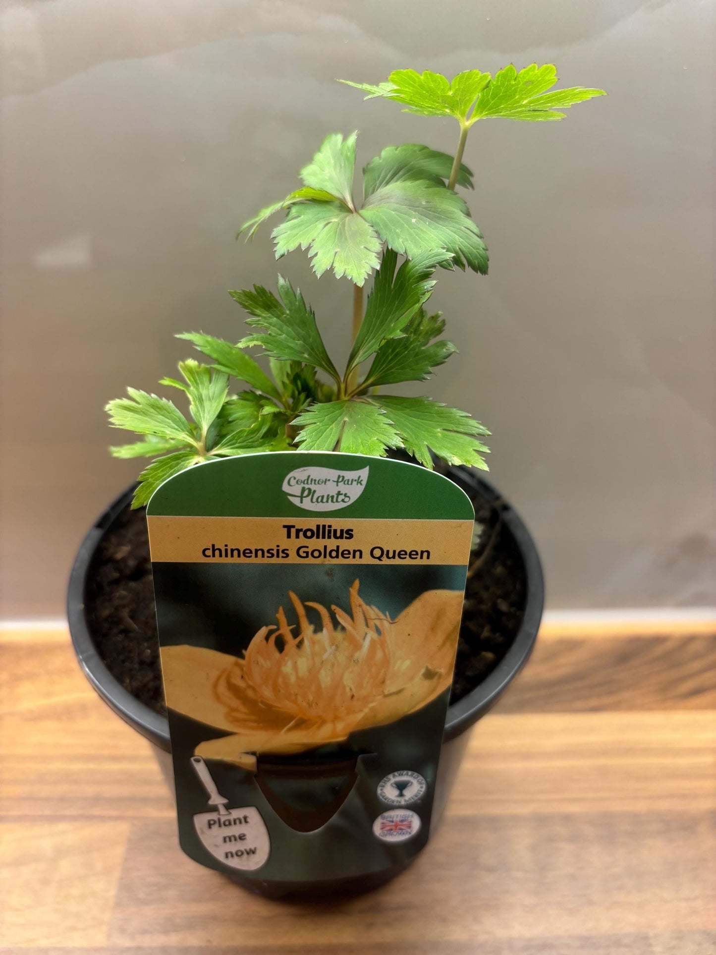 Trollius Golden Queen herbaceous perennial plant Globe Flower bog garden 1.5L TROLLIUS chinensis/141099/148095/GB