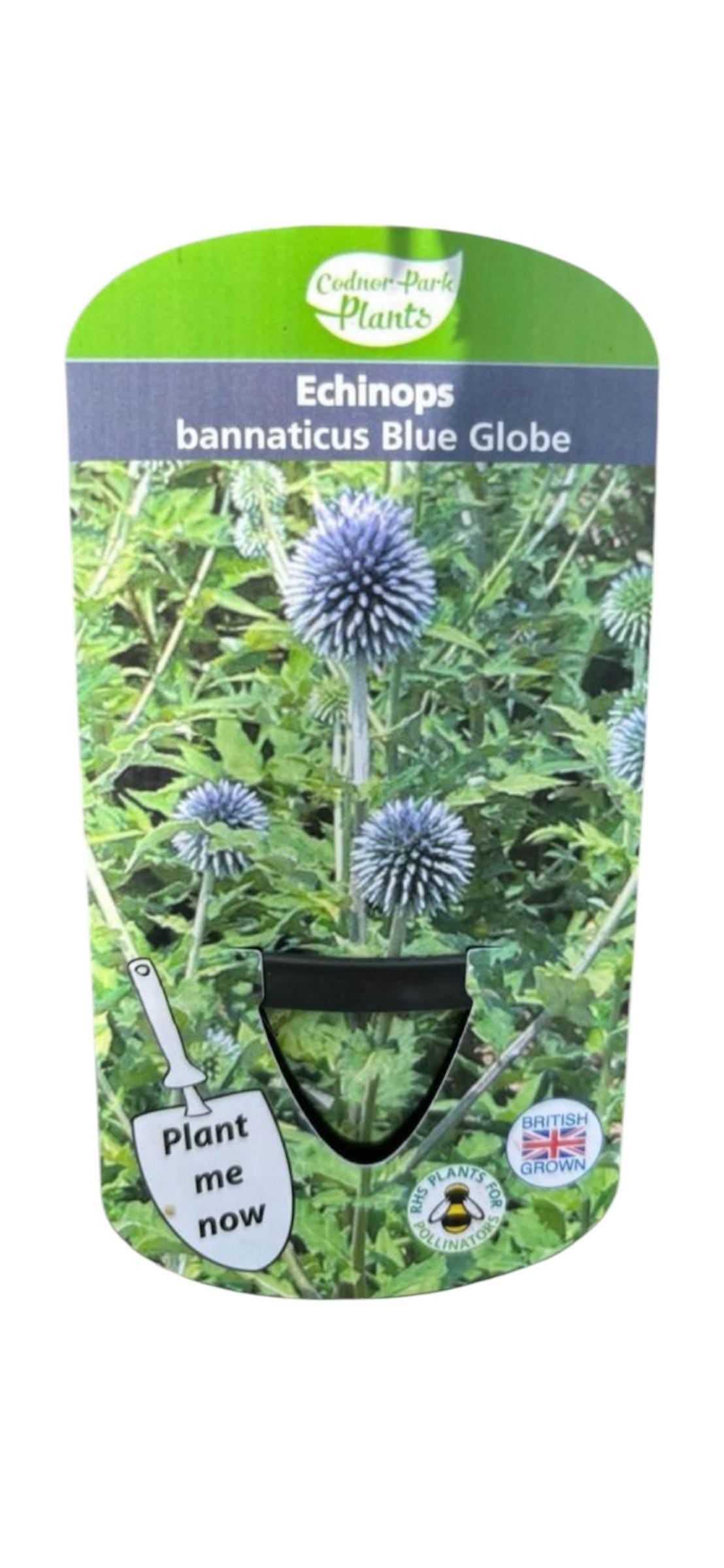 Echinops Blue Globe Thistle 1L potted hardy perennial plant loved by pollinators ECHINOPS bannaticus/141099/148095/GB