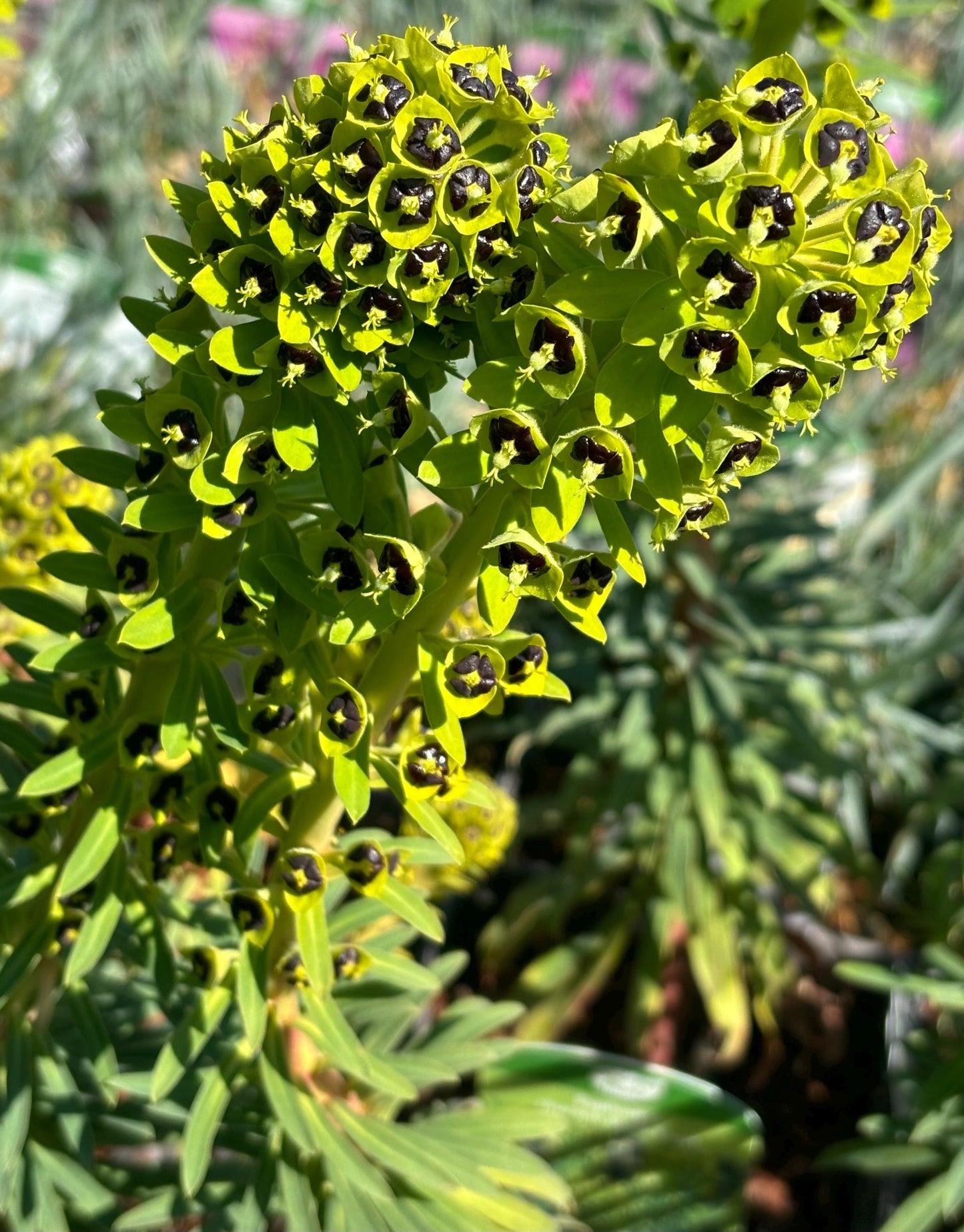 Euphorbia Black Pearl 2L potted plant fully hardy Mediterranean garden EUPHORBIA characias/141099/160540/GB