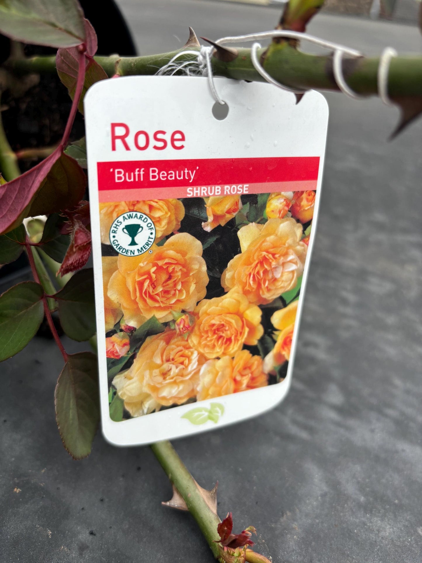 Buff Beauty 4L hybrid musk shrub rose disease resistant strong tea rose scent ROSA/141099/11983/GB