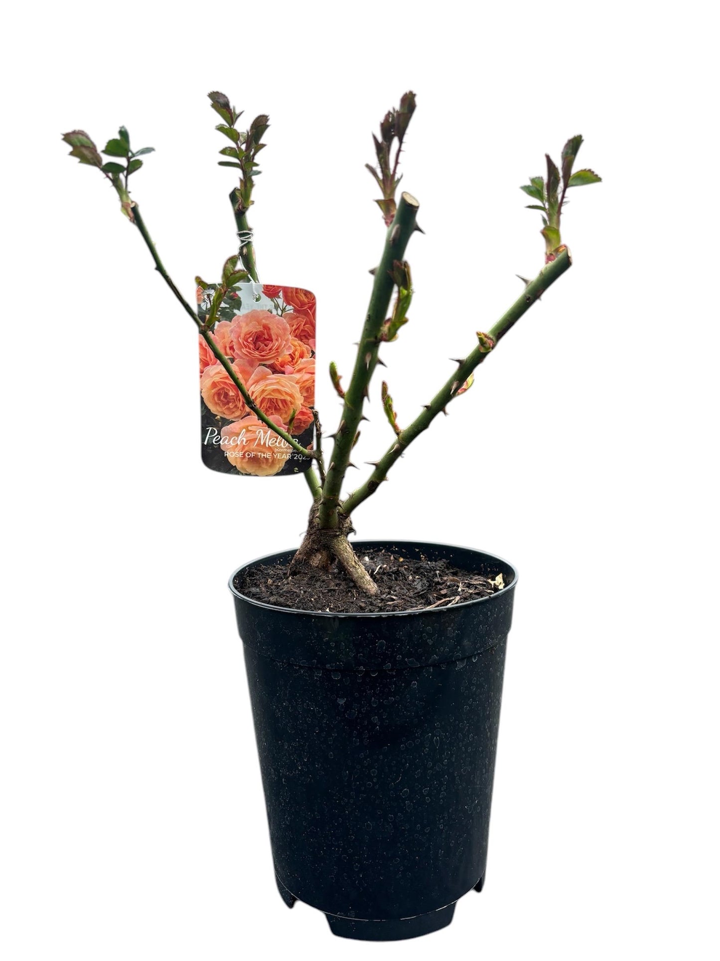 Peach Melba 4L climbing rose ROTY23 exceptional disease resistance light spicy fragrance ROSA/141099/11983/GB