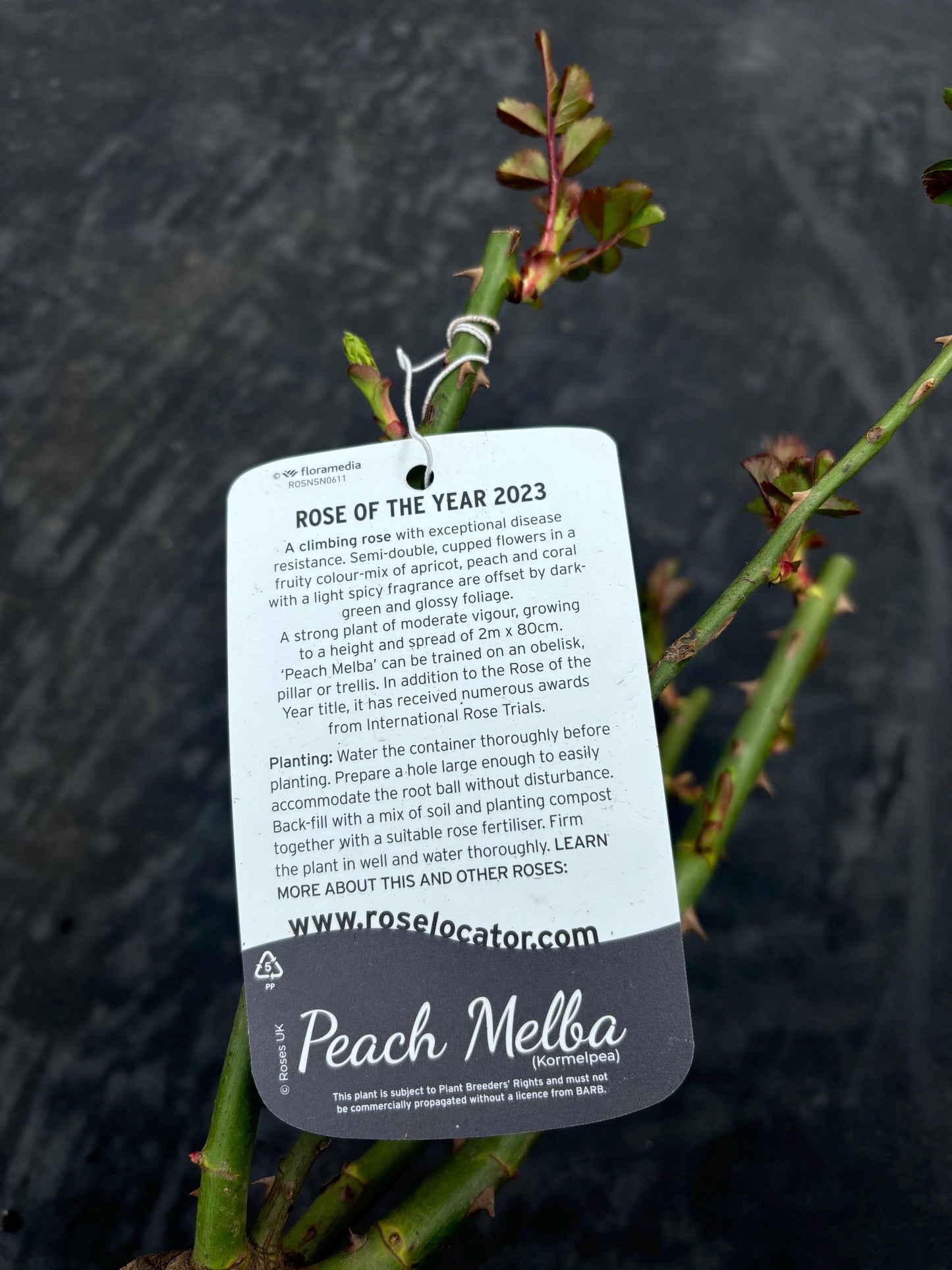 Peach Melba 4L climbing rose ROTY23 exceptional disease resistance light spicy fragrance ROSA/141099/11983/GB