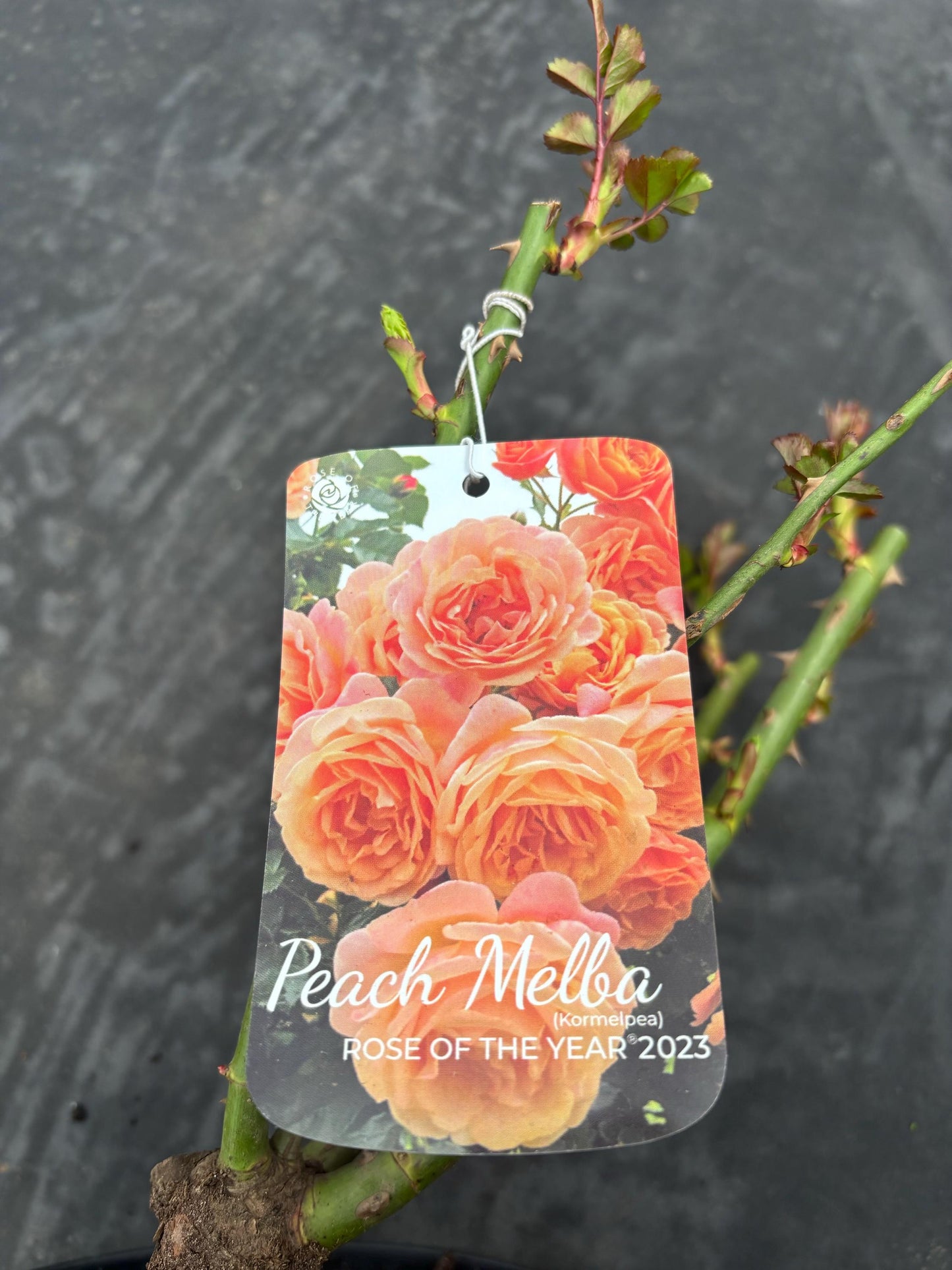 Peach Melba 4L climbing rose ROTY23 exceptional disease resistance light spicy fragrance ROSA/141099/11983/GB