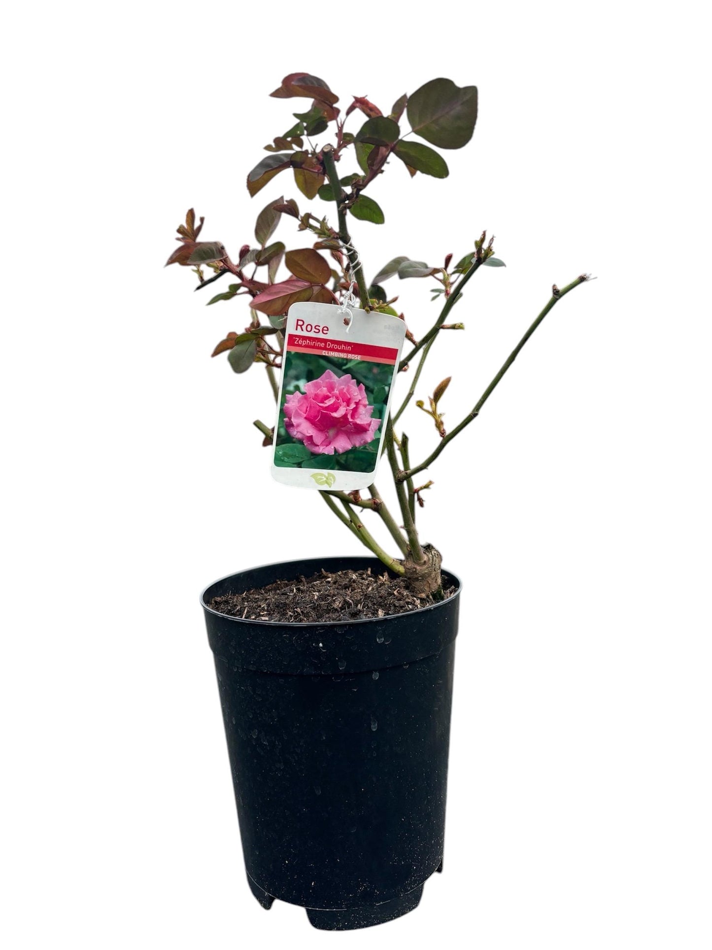 Zephirine Drouhin 4L thornless climbing rose with a sweet and fruity fragrance ROSA/141099/11983/GB