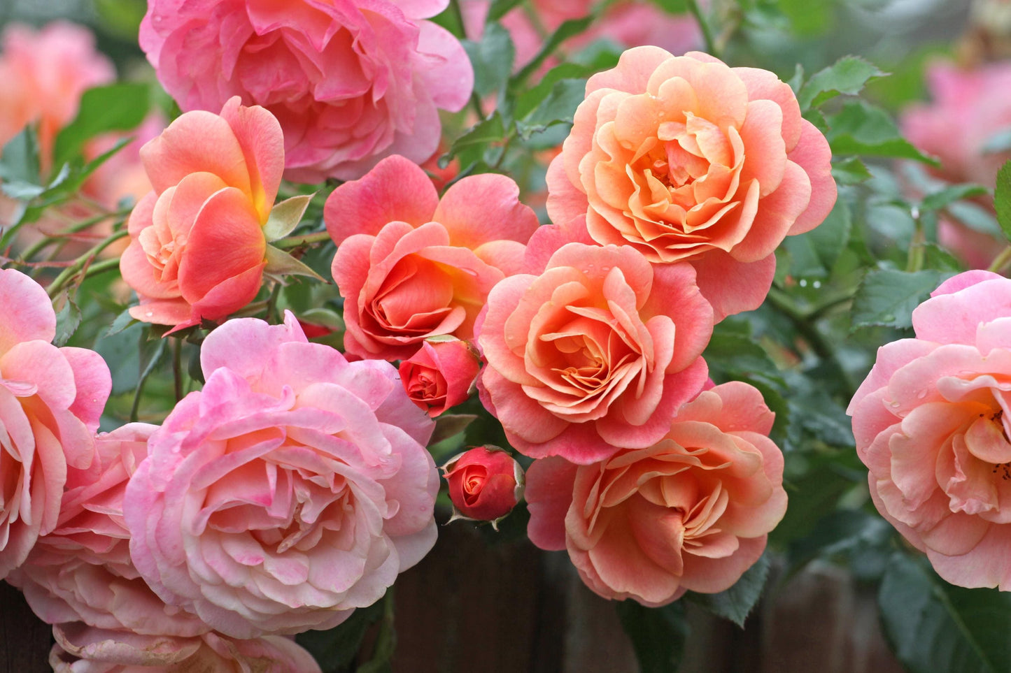Peach Melba 4L climbing rose ROTY23 exceptional disease resistance light spicy fragrance ROSA/141099/11983/GB