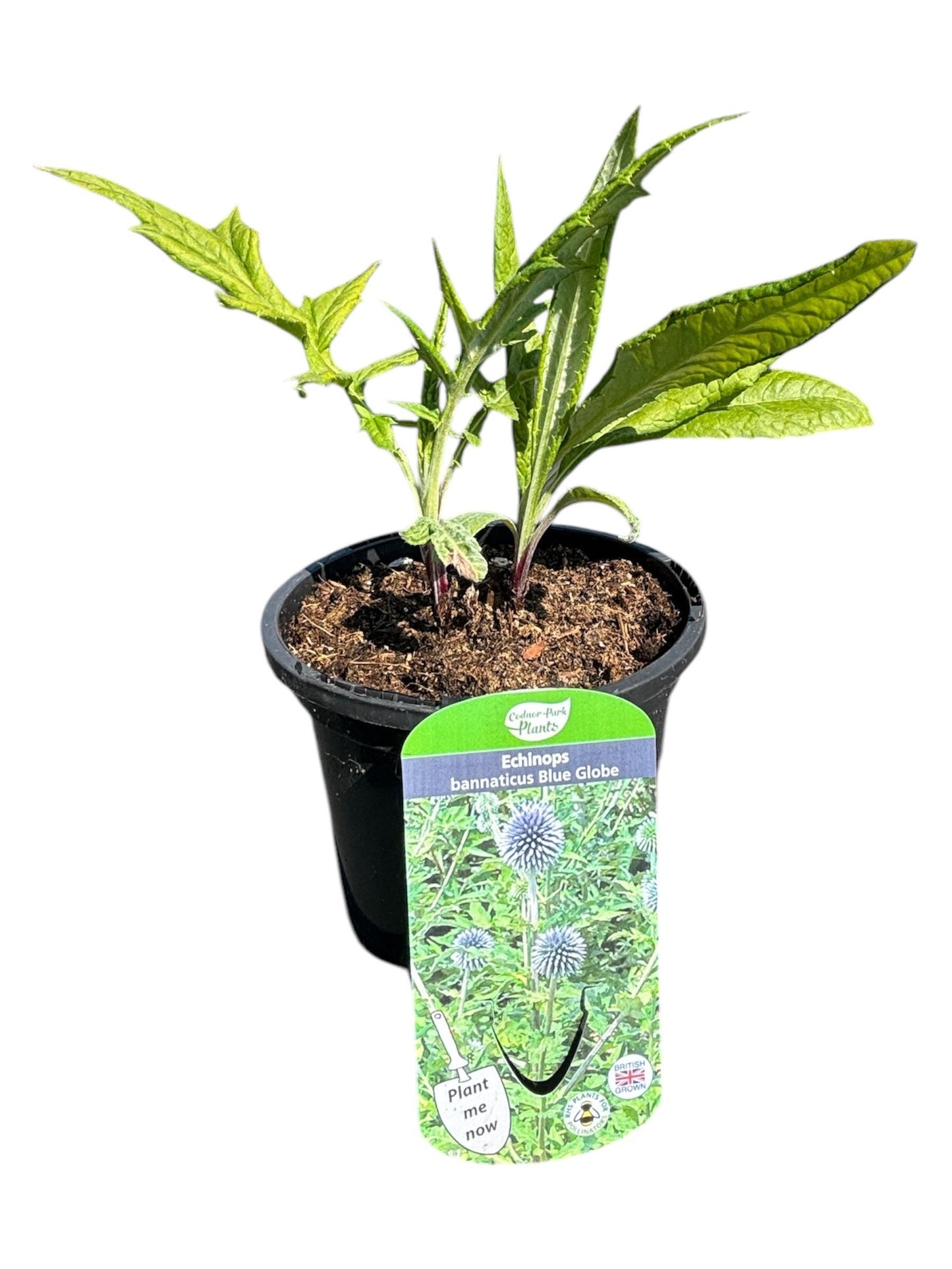 Echinops Blue Globe Thistle 1L potted hardy perennial plant loved by pollinators ECHINOPS bannaticus/141099/148095/GB