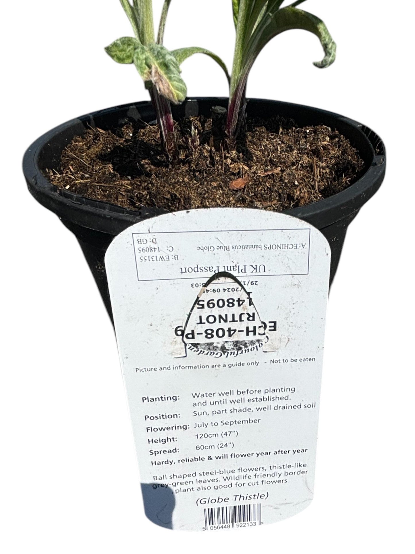 Echinops Blue Globe Thistle 1L potted hardy perennial plant loved by pollinators ECHINOPS bannaticus/141099/148095/GB