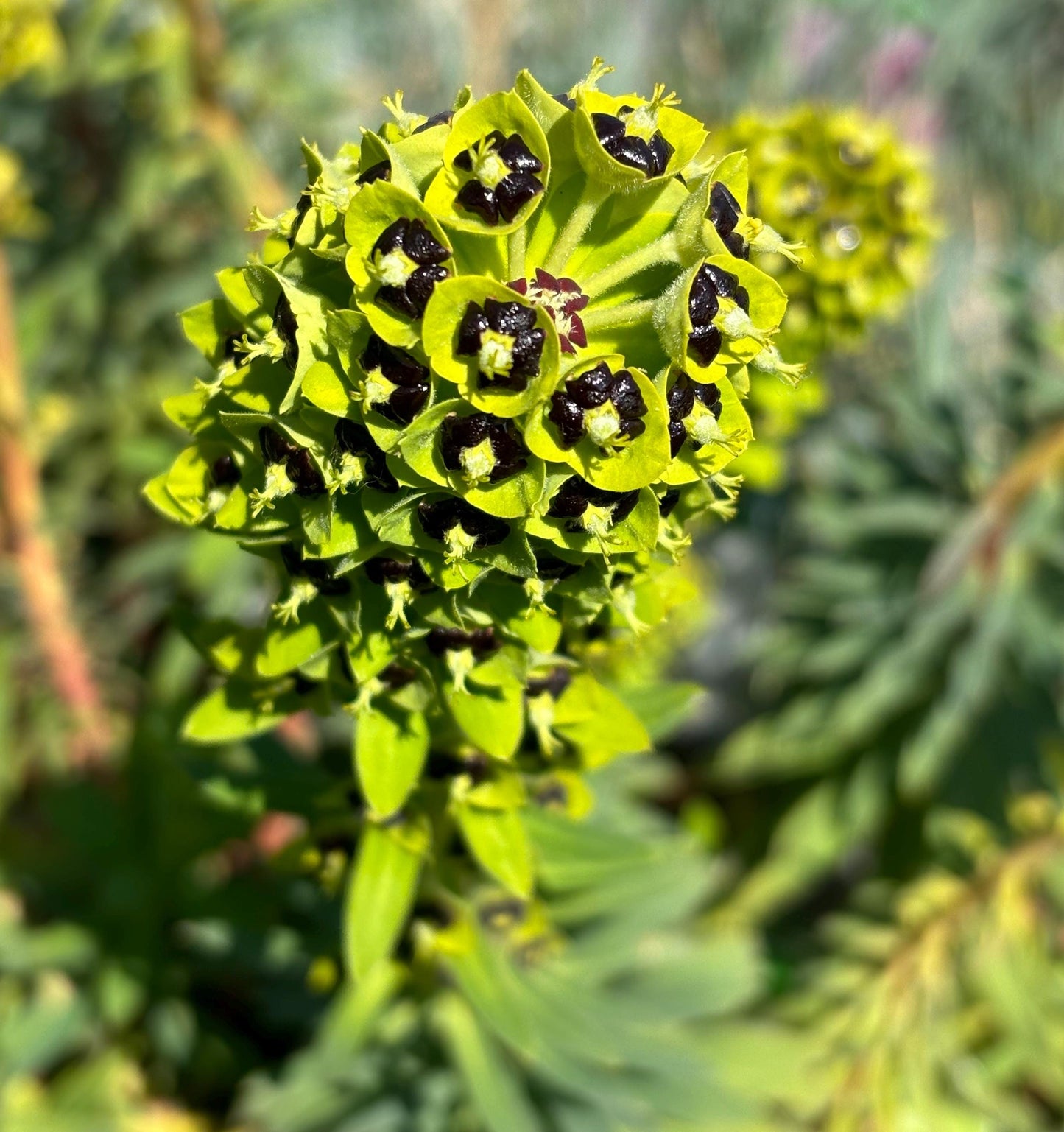 Euphorbia Black Pearl 2L potted plant fully hardy Mediterranean garden EUPHORBIA characias/141099/160540/GB