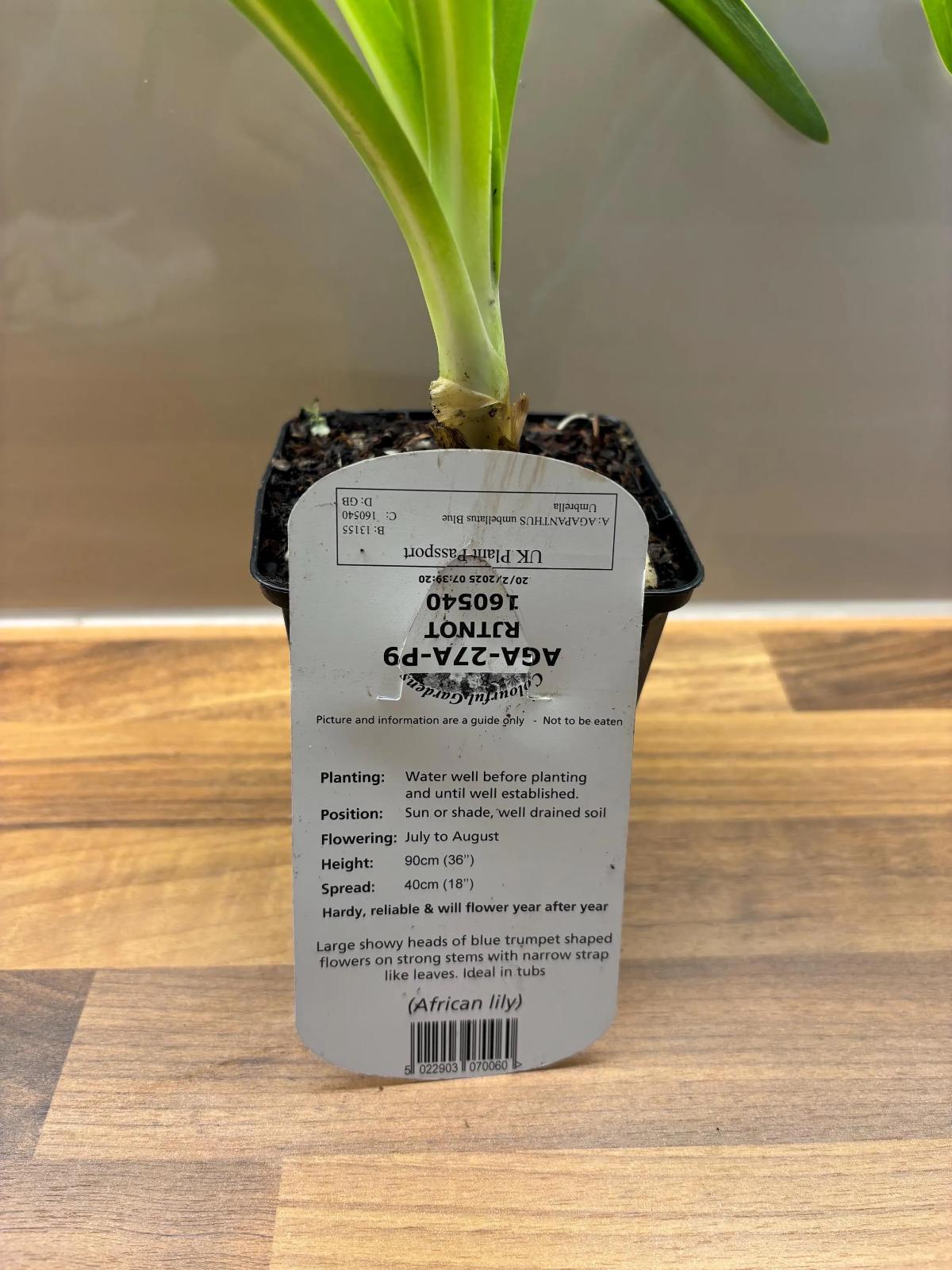 Agapanthus Blue Umbrella African Lily P9 potted plant AGAPANTHUS umbellatus/141099/164133/GB