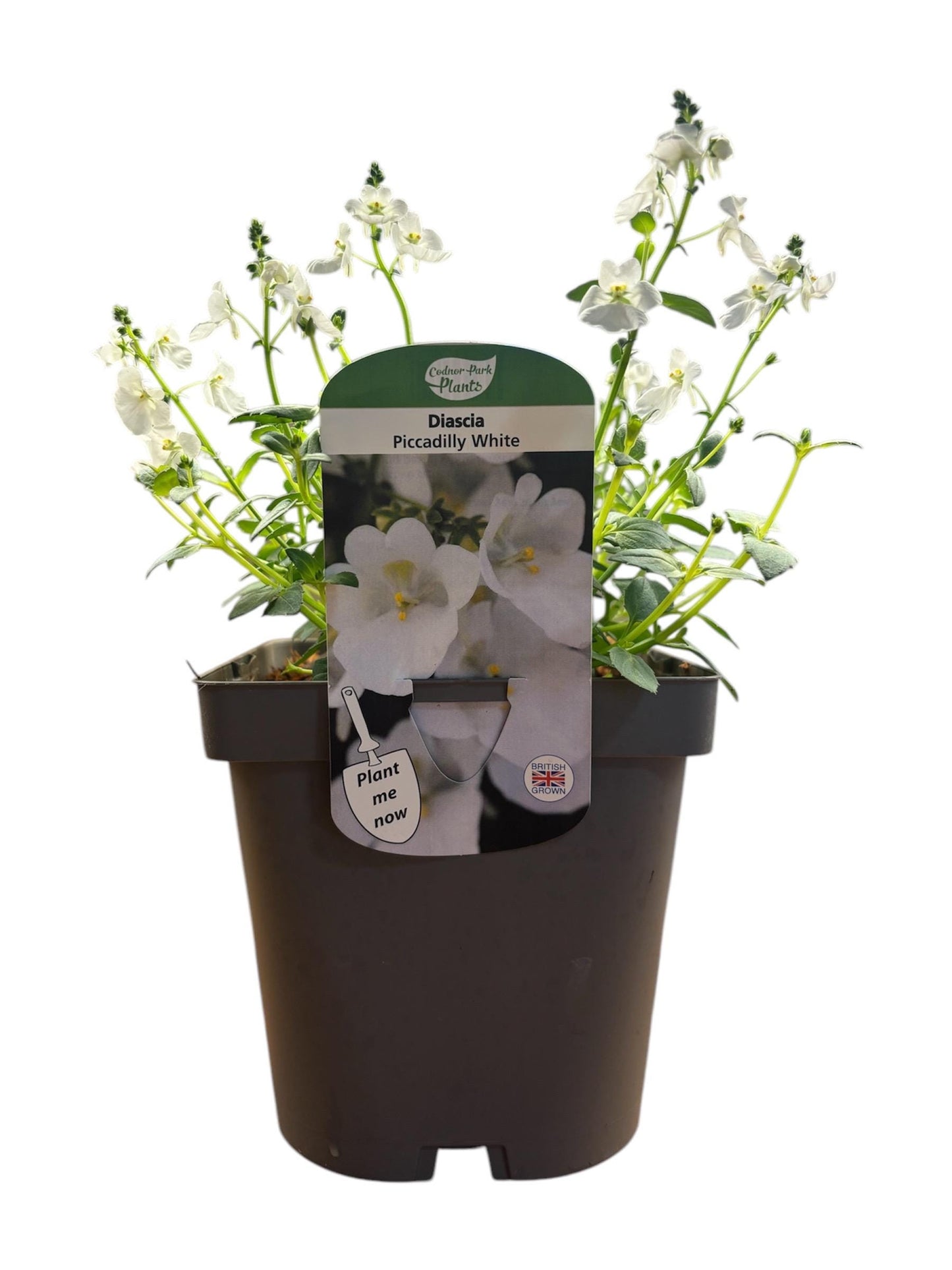 Diascia Piccadilly White potted plant cottage garden hardy perennial DIASCIA/141099/164133/GB