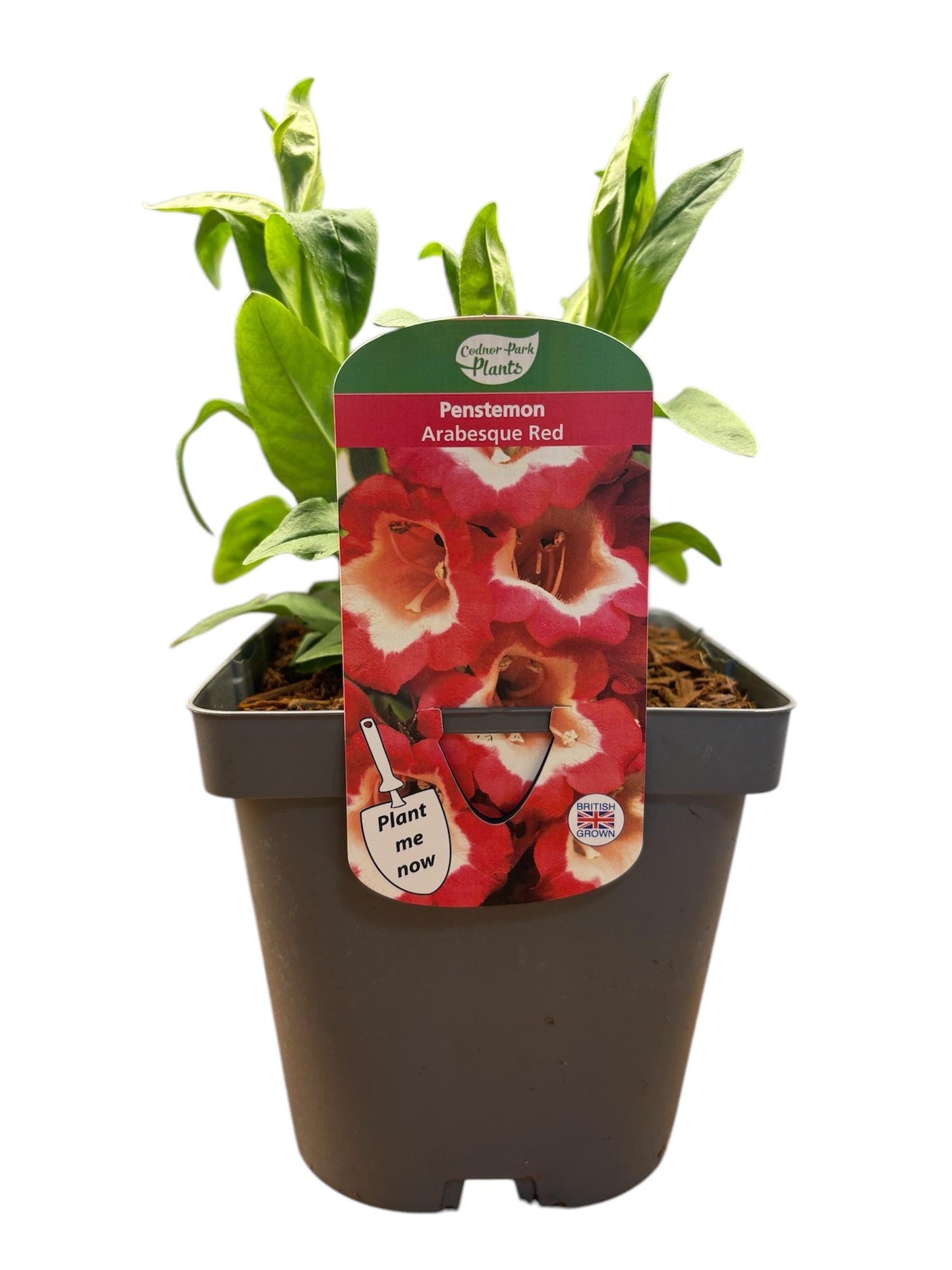 Penstemon Arabesque Red Beardtongue 2L hardy perennial cottage garden plant PENSTEMON/141099/164133/GB