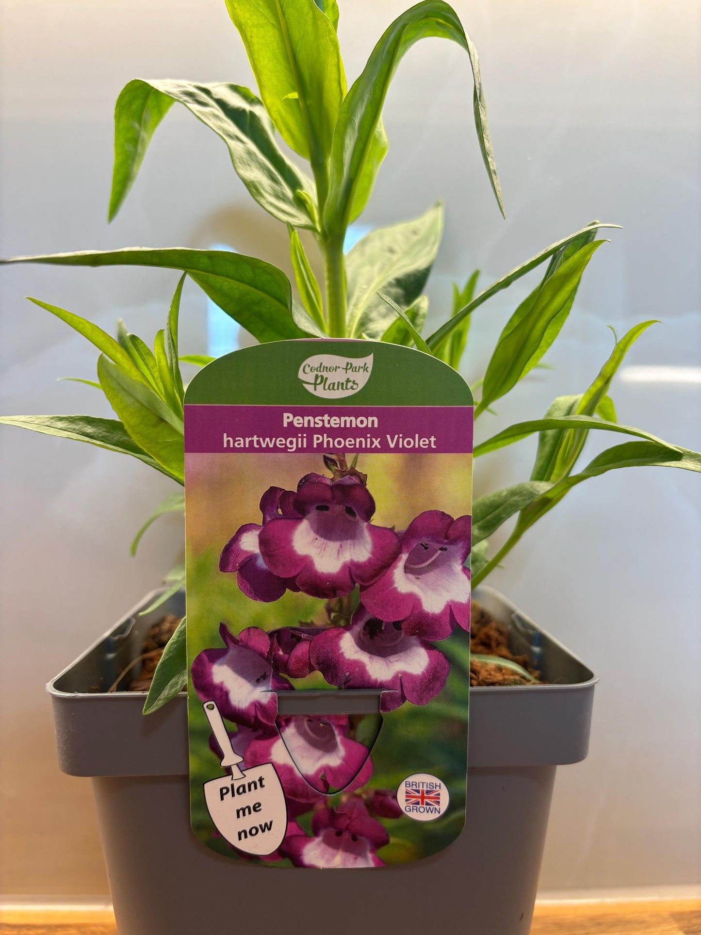 Penstemon Phoenix Violet Beardtongue 2L hardy perennial cottage garden plant PENSTEMON hartwegii/141099/164133/GB