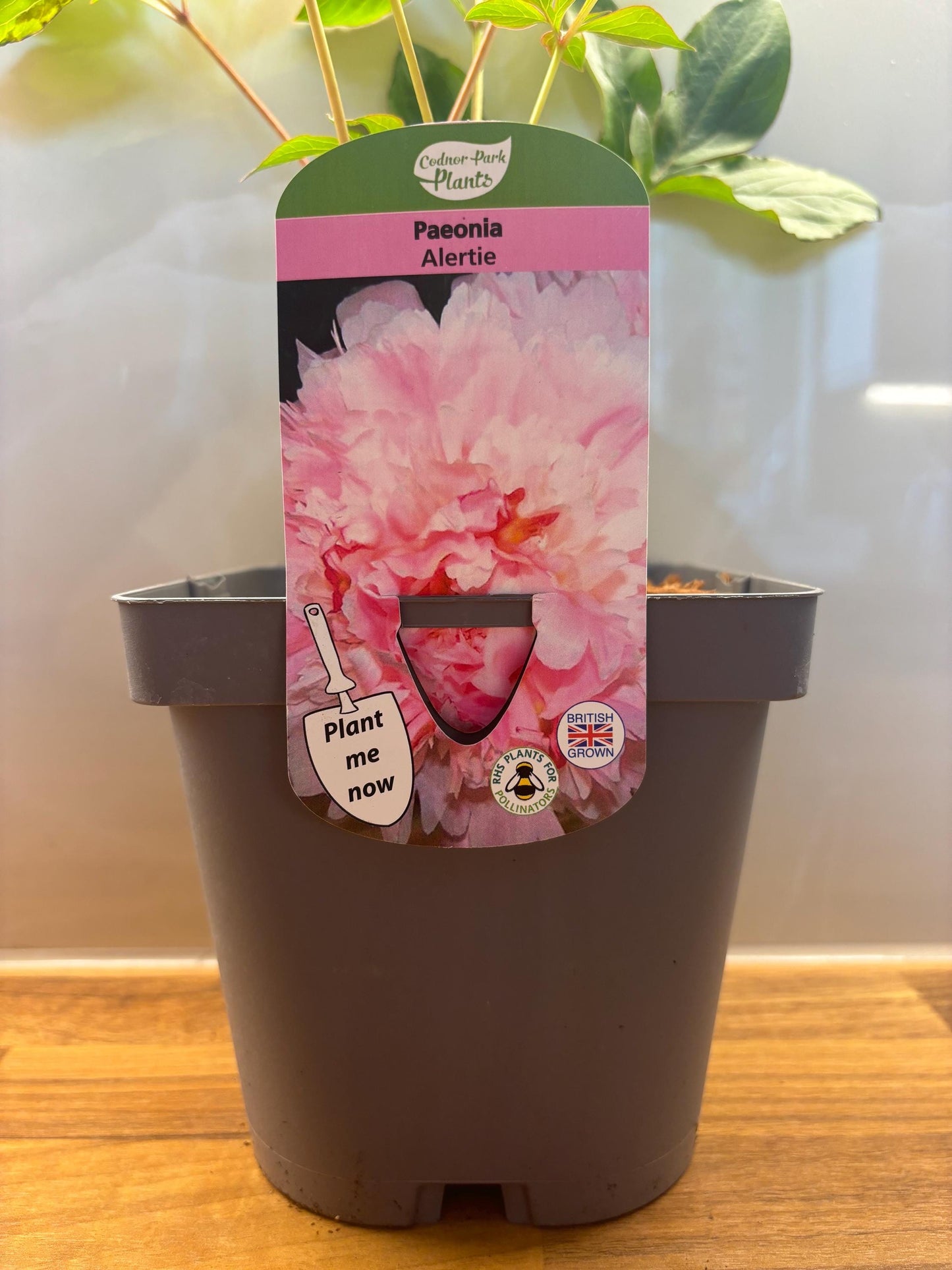 Peony Alertie 2L potted spring summer flowering garden border plant PAEONIA/141099/164133/GB