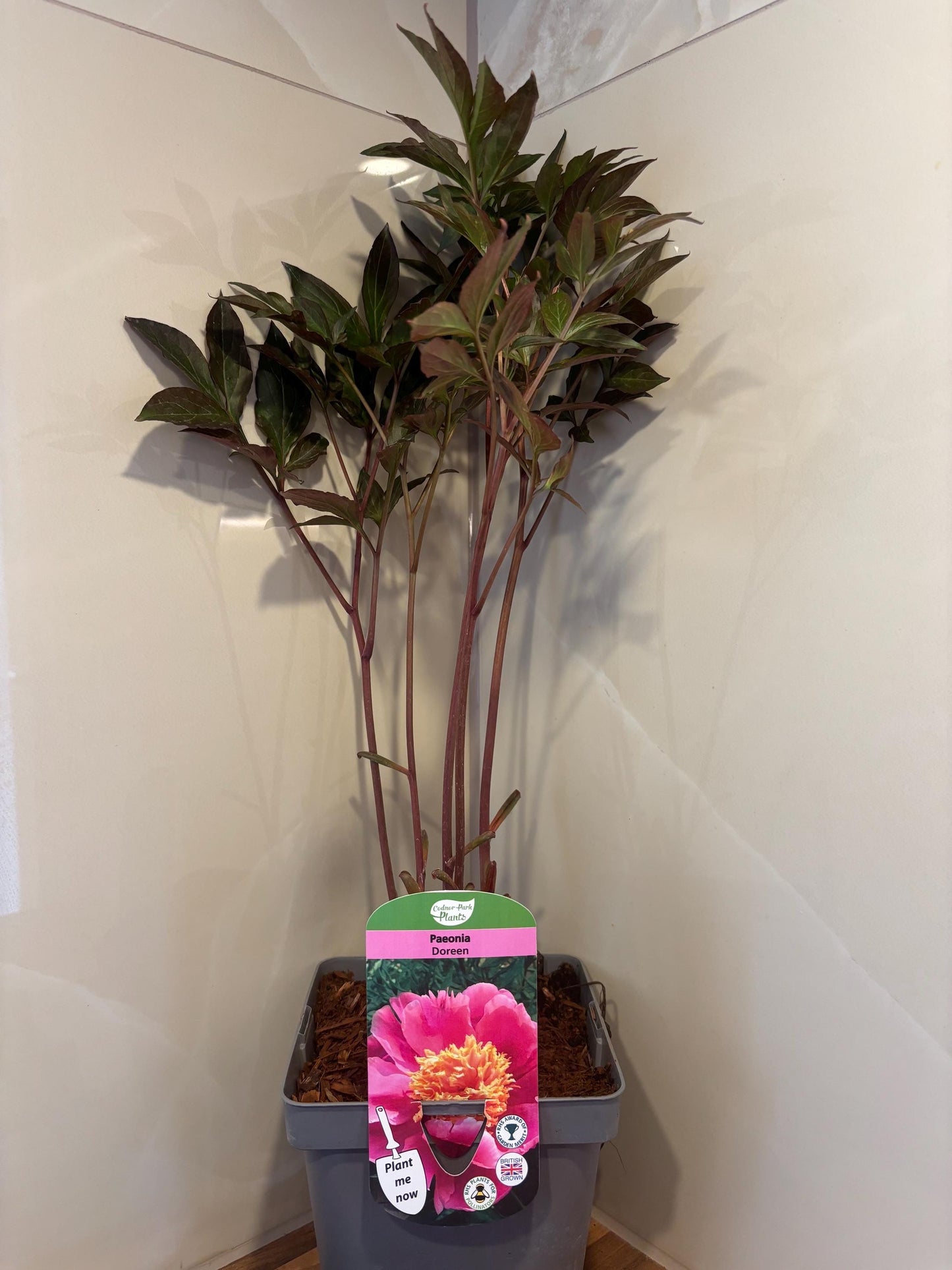 Peony Doreen 2L potted spring summer flowering garden border plant PAEONIA/141099/164133/GB