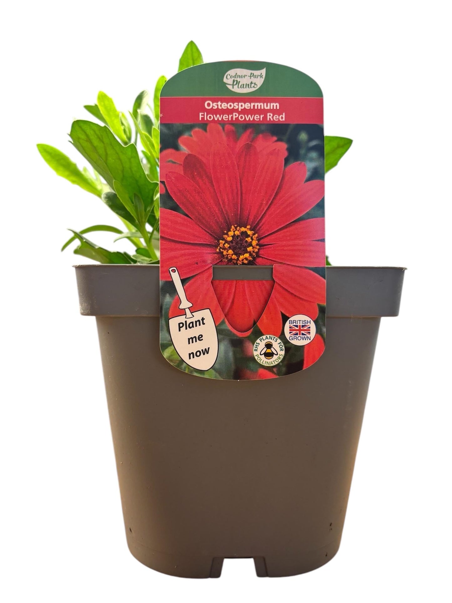 Osteospermum FlowerPower Red 2L potted plant herbaceous perennial OSTEOSPERMUM/141099/164133/GB