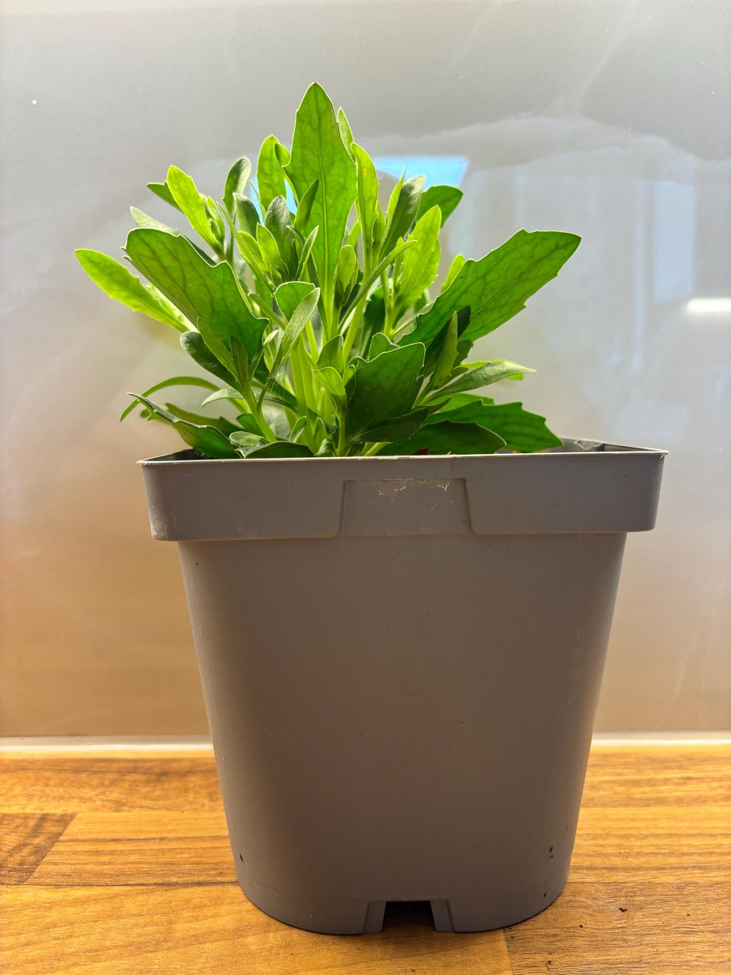 Osteospermum FlowerPower Red 2L potted plant herbaceous perennial OSTEOSPERMUM/141099/164133/GB