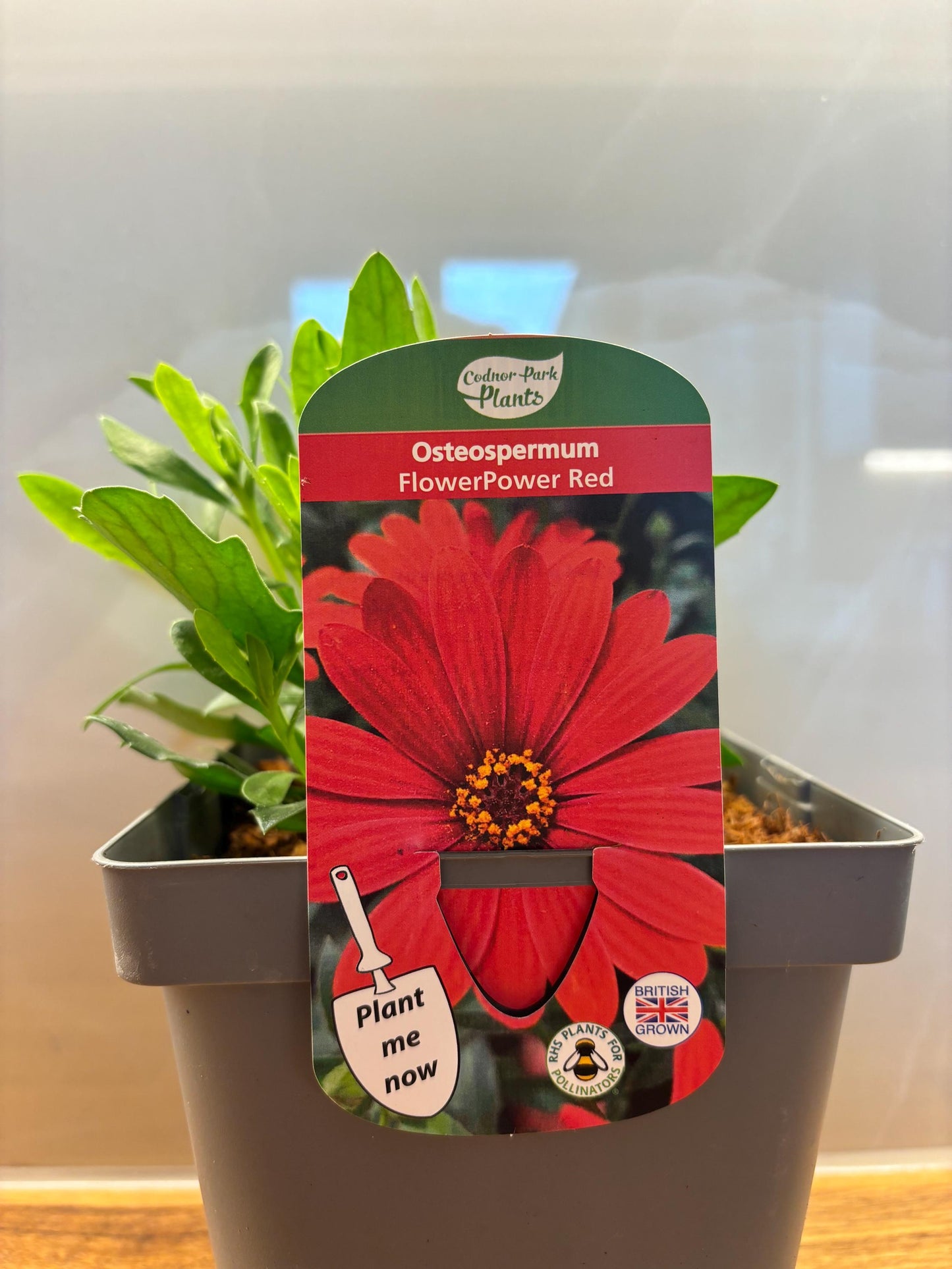 Osteospermum FlowerPower Red 2L potted plant herbaceous perennial OSTEOSPERMUM/141099/164133/GB