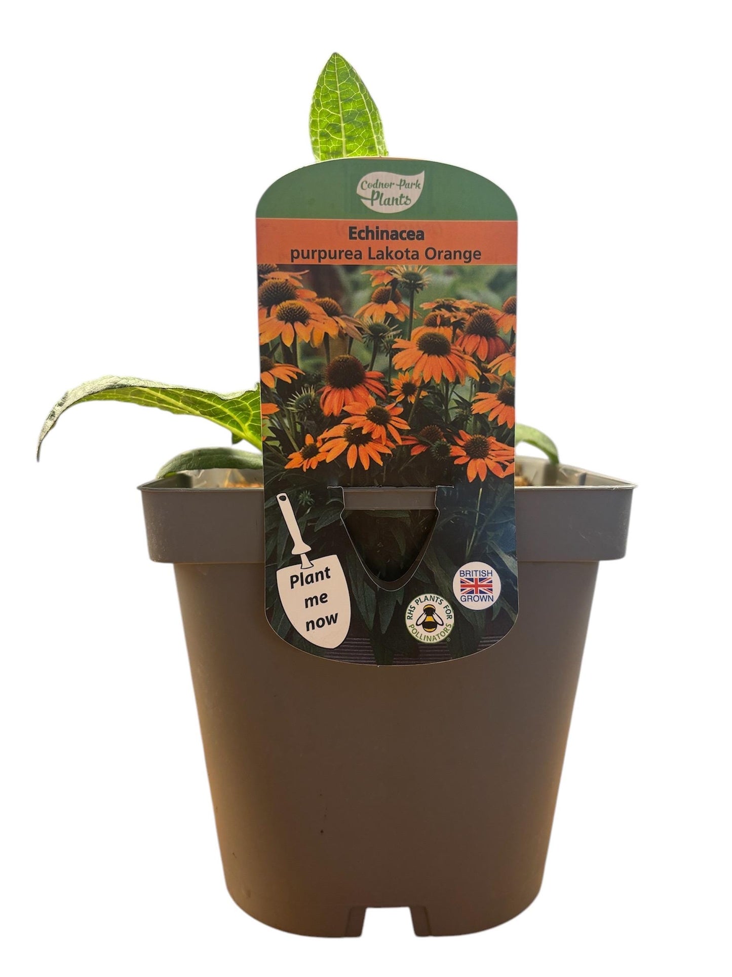 Echinacea Lakota Orange 2L Cone Flower potted plant herbaceous perennial ECHINACEA purpurea/141099/164133/GB