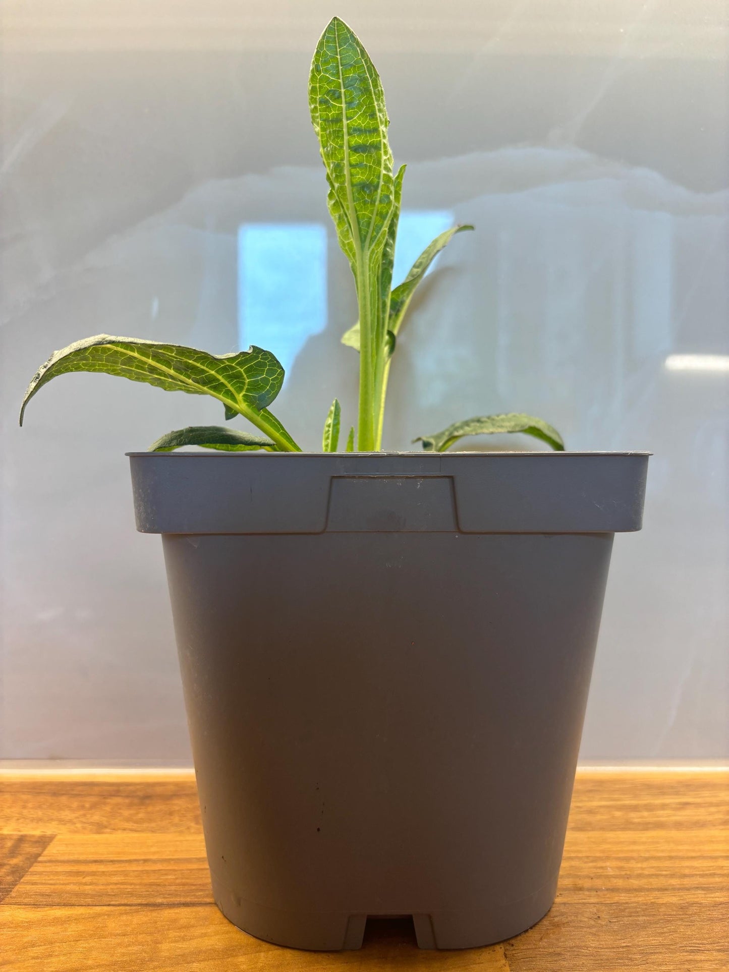 Echinacea Lakota Orange 2L Cone Flower potted plant herbaceous perennial ECHINACEA purpurea/141099/164133/GB