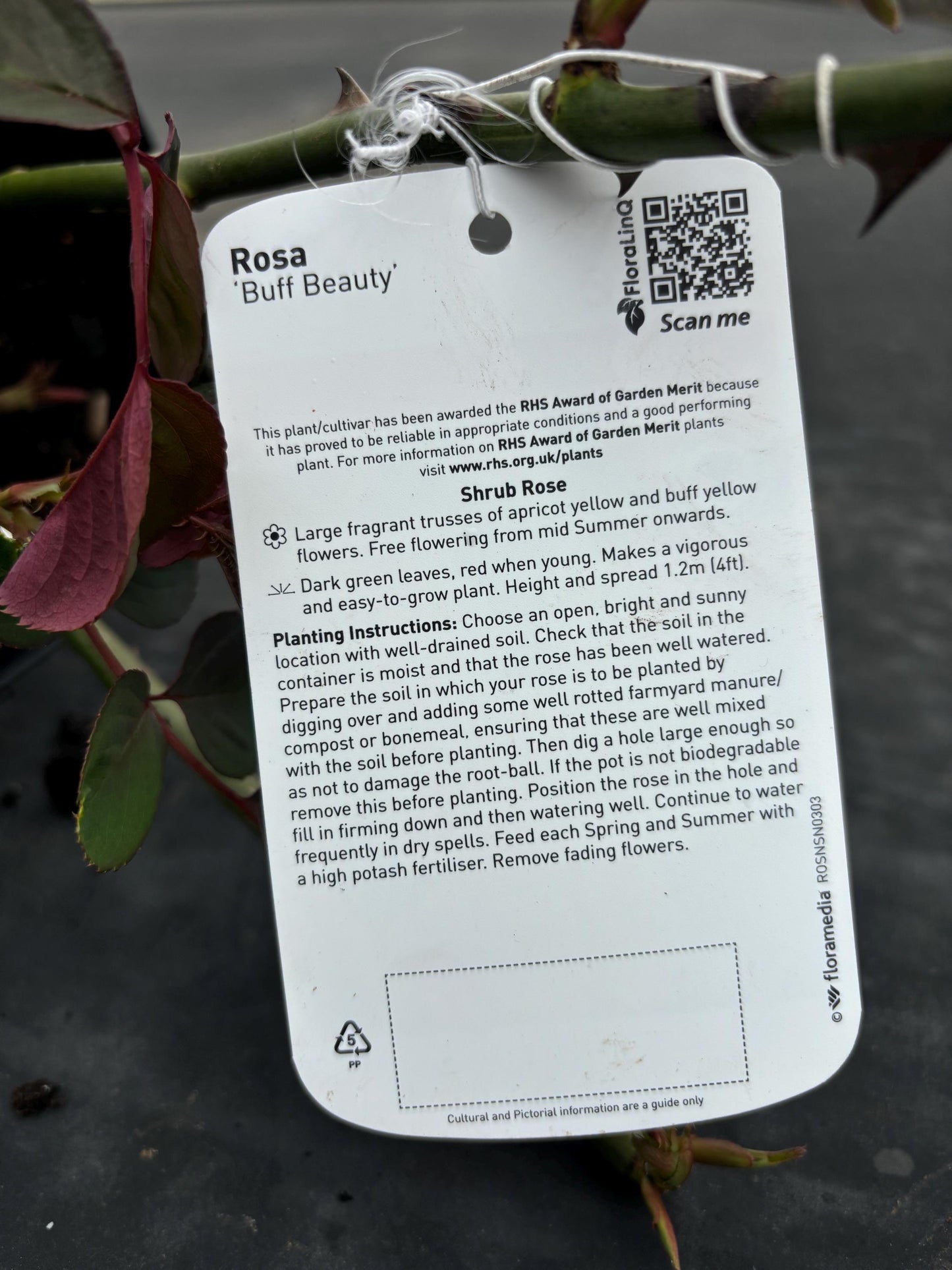 Buff Beauty 4L hybrid musk shrub rose disease resistant strong tea rose scent ROSA/141099/11983/GB