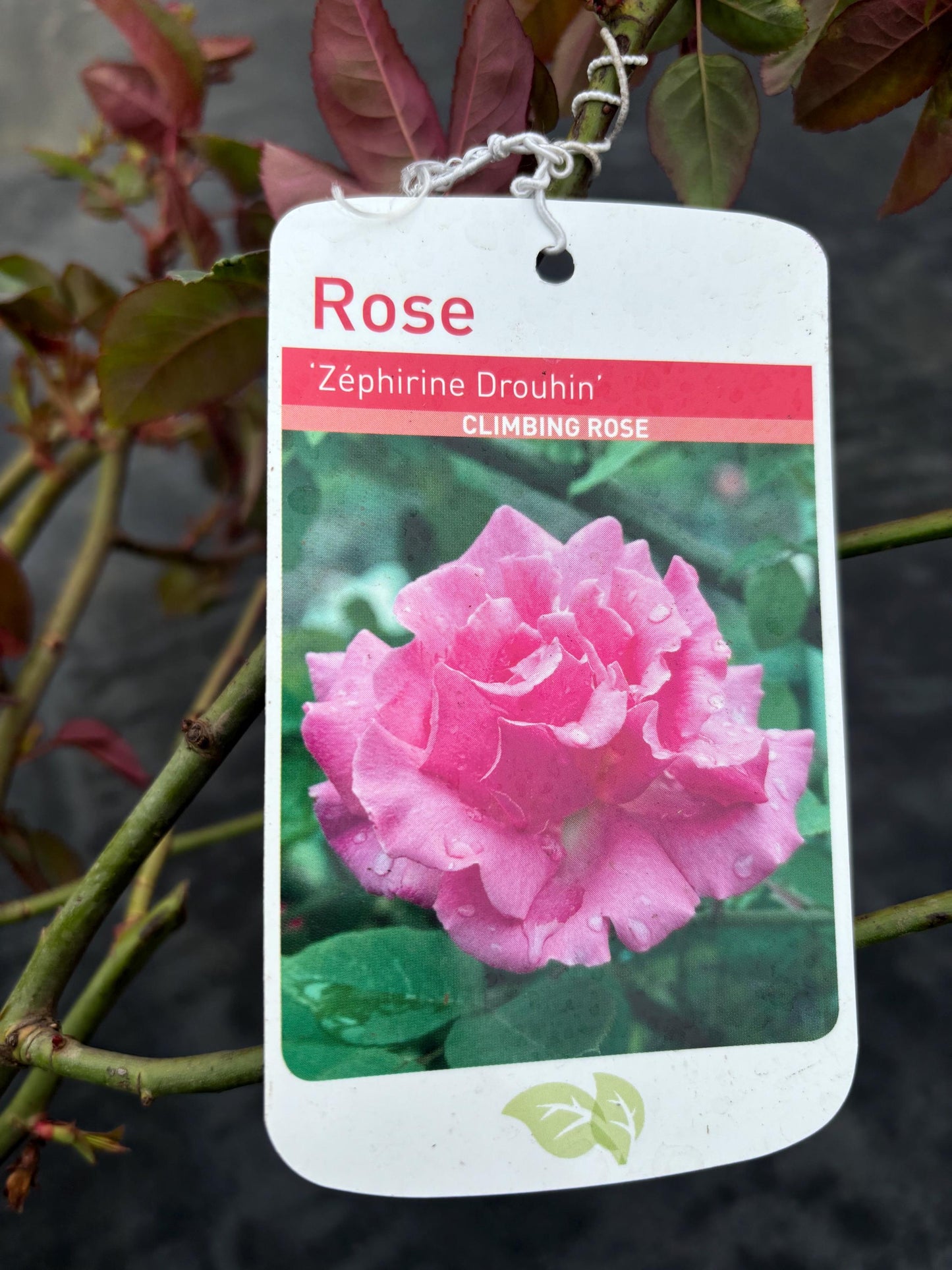Zephirine Drouhin 4L thornless climbing rose with a sweet and fruity fragrance ROSA/141099/11983/GB