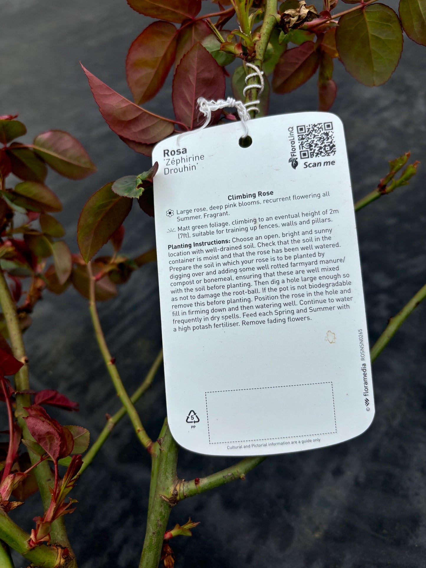 Zephirine Drouhin 4L thornless climbing rose with a sweet and fruity fragrance ROSA/141099/11983/GB