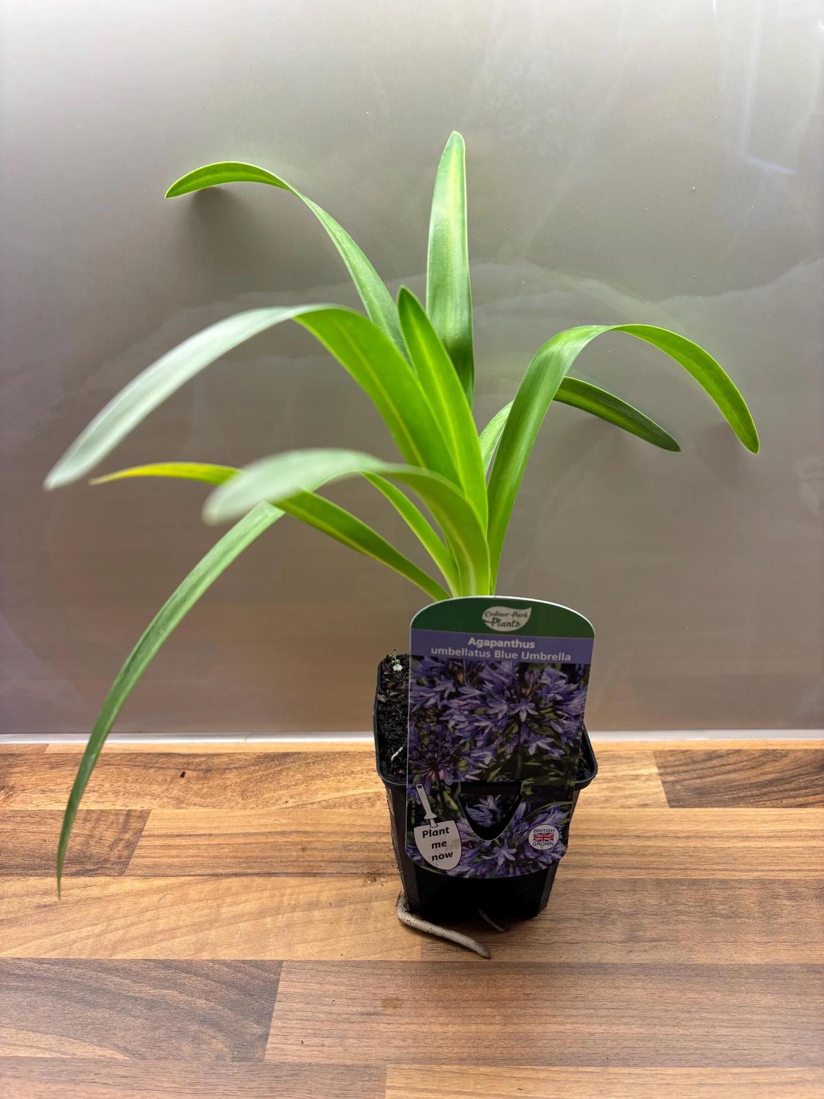 Agapanthus Blue Umbrella African Lily P9 potted plant AGAPANTHUS umbellatus/141099/164133/GB