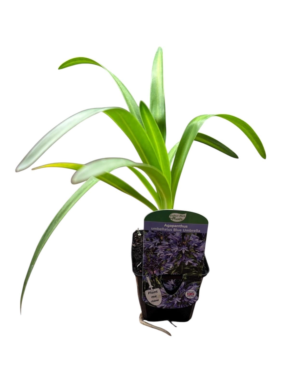 Agapanthus Blue Umbrella African Lily P9 potted plant AGAPANTHUS umbellatus/141099/164133/GB