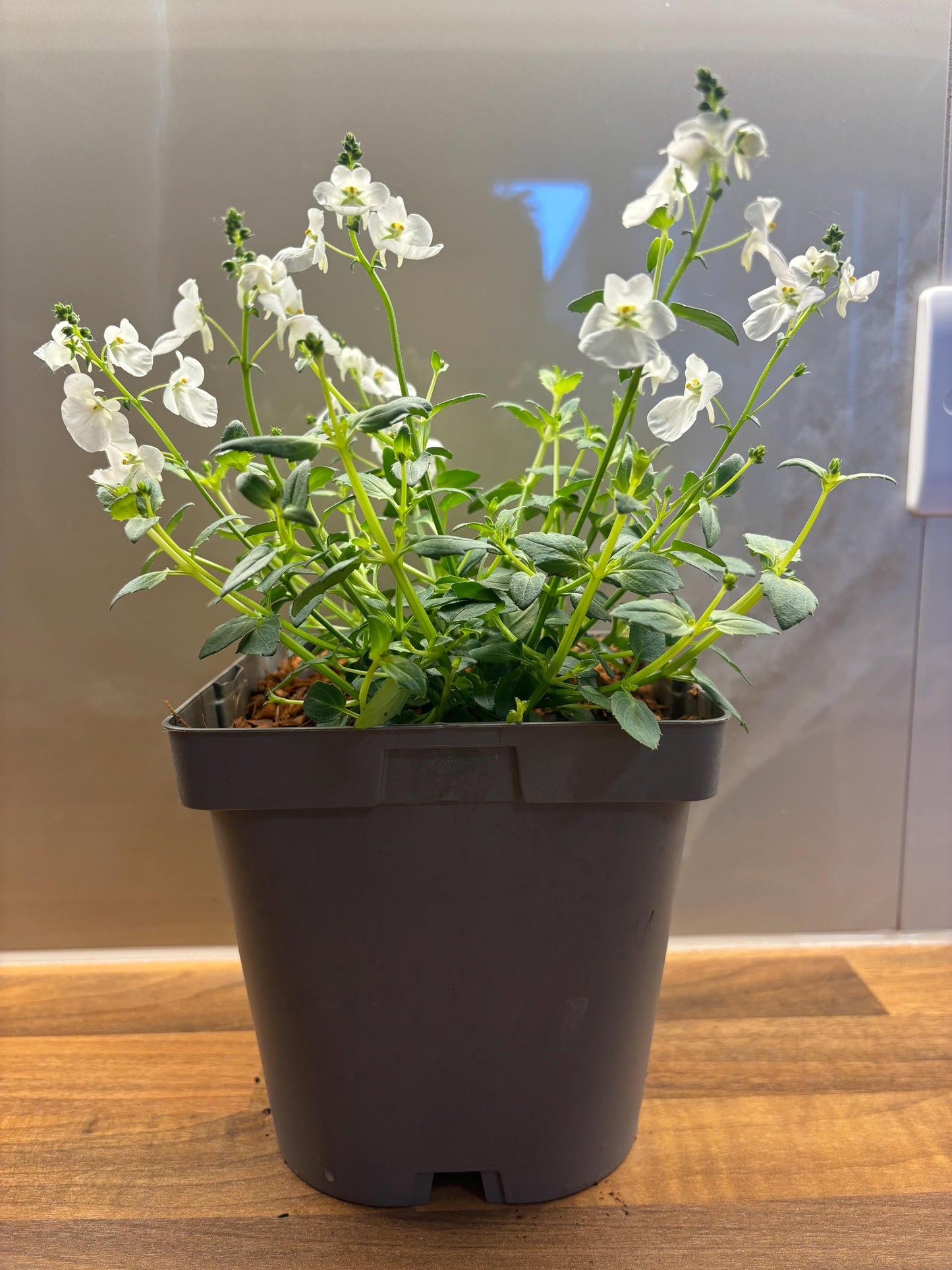 Diascia Piccadilly White potted plant cottage garden hardy perennial DIASCIA/141099/164133/GB