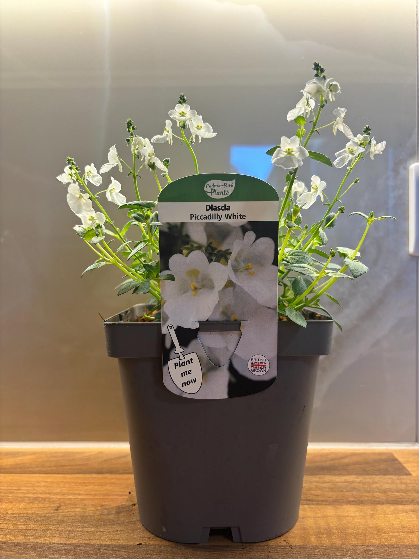 Diascia Piccadilly White potted plant cottage garden hardy perennial DIASCIA/141099/164133/GB