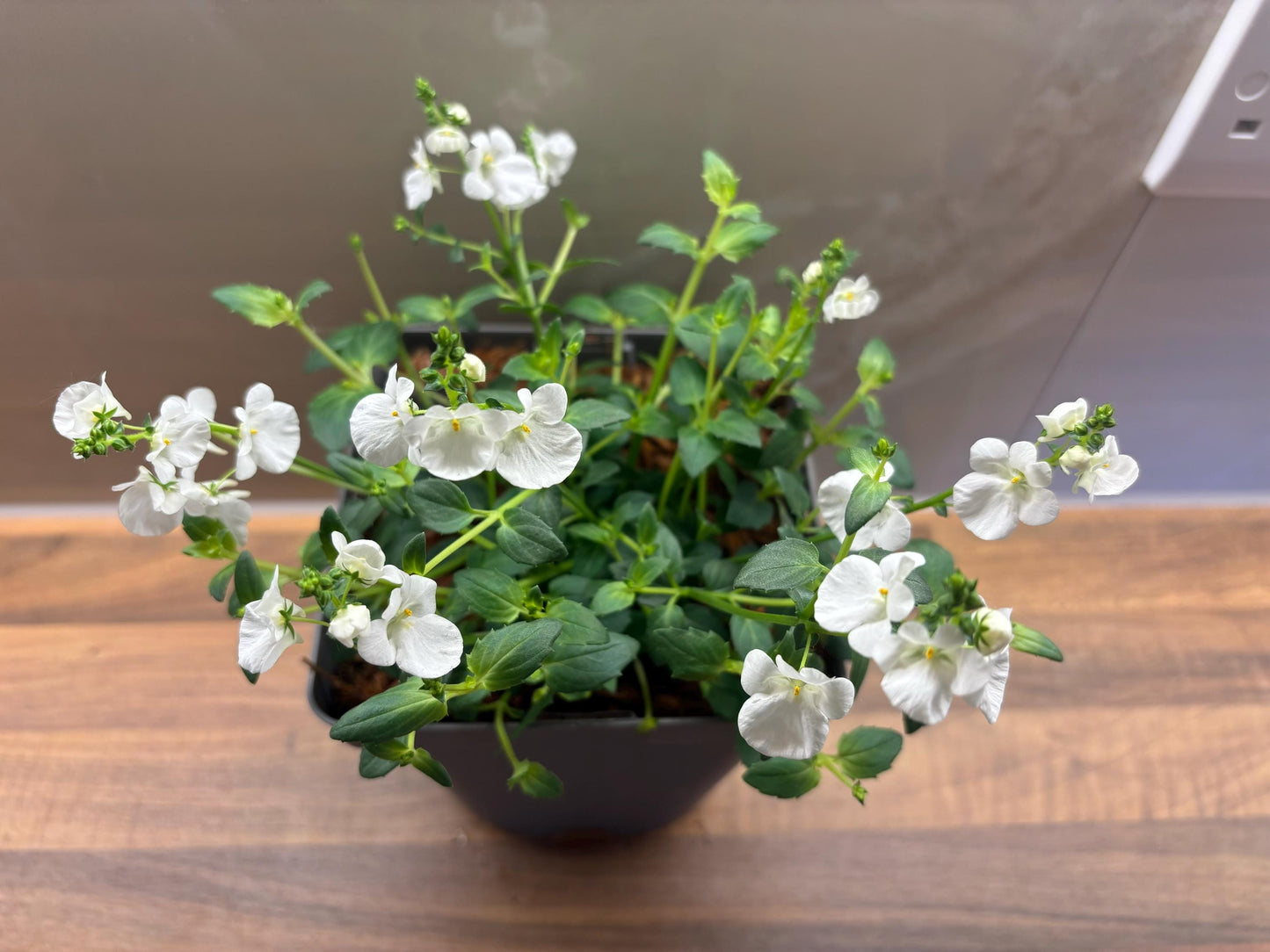 Diascia Piccadilly White potted plant cottage garden hardy perennial DIASCIA/141099/164133/GB
